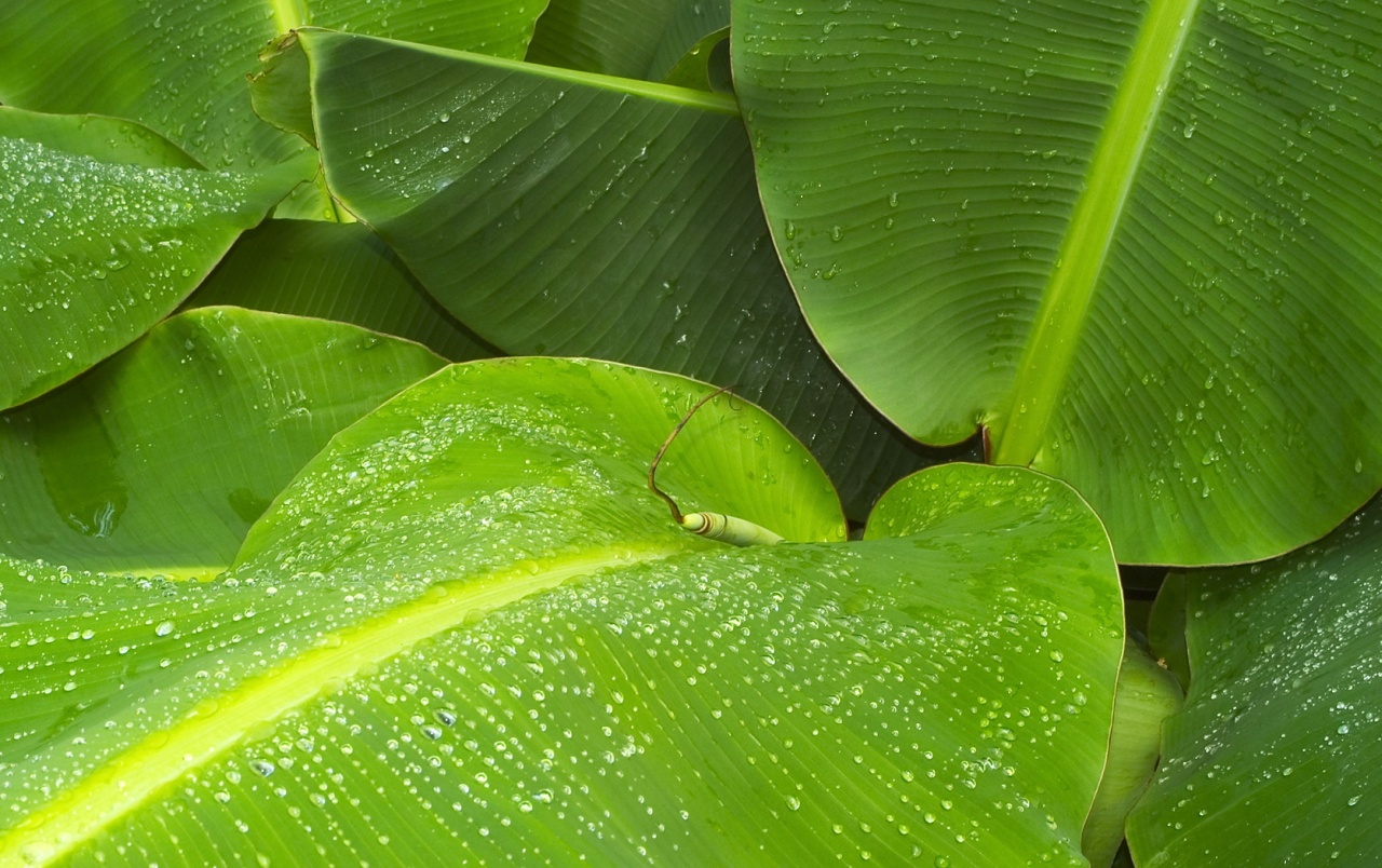 Wet Green Leaves Wallpapers - Banana Leaves Wallpaper Hd - HD Wallpaper 