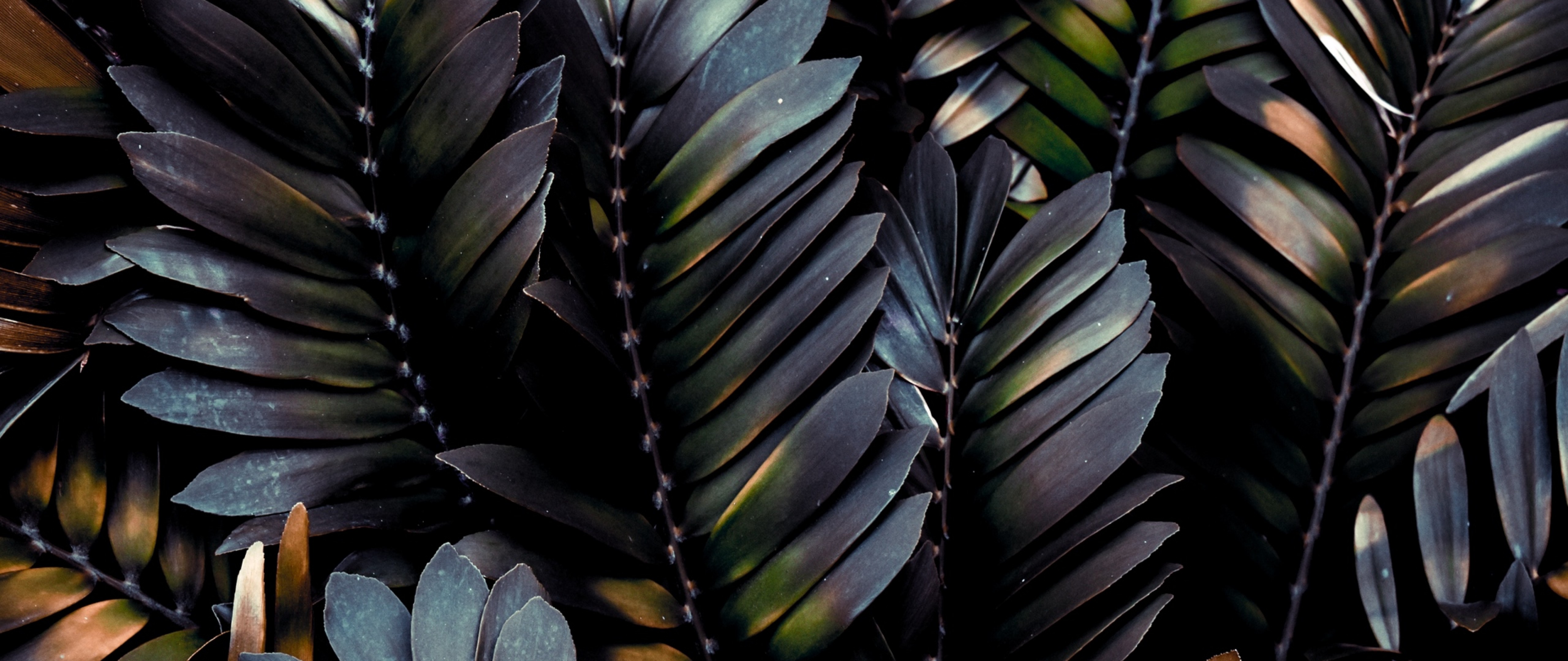 Desktop Wallpaper Leaf Palm - HD Wallpaper 