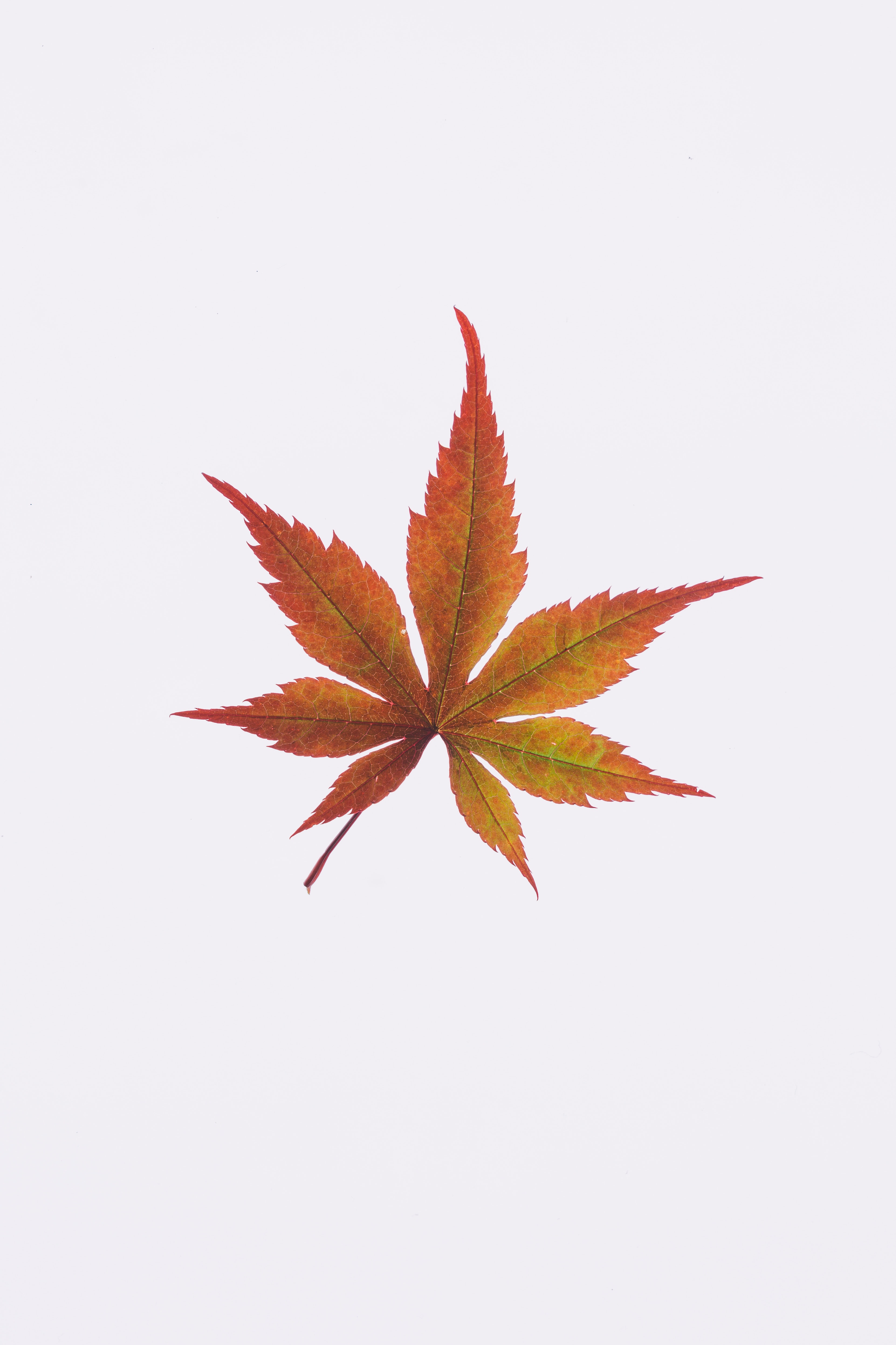 Green Weed Leaf Clipart - HD Wallpaper 