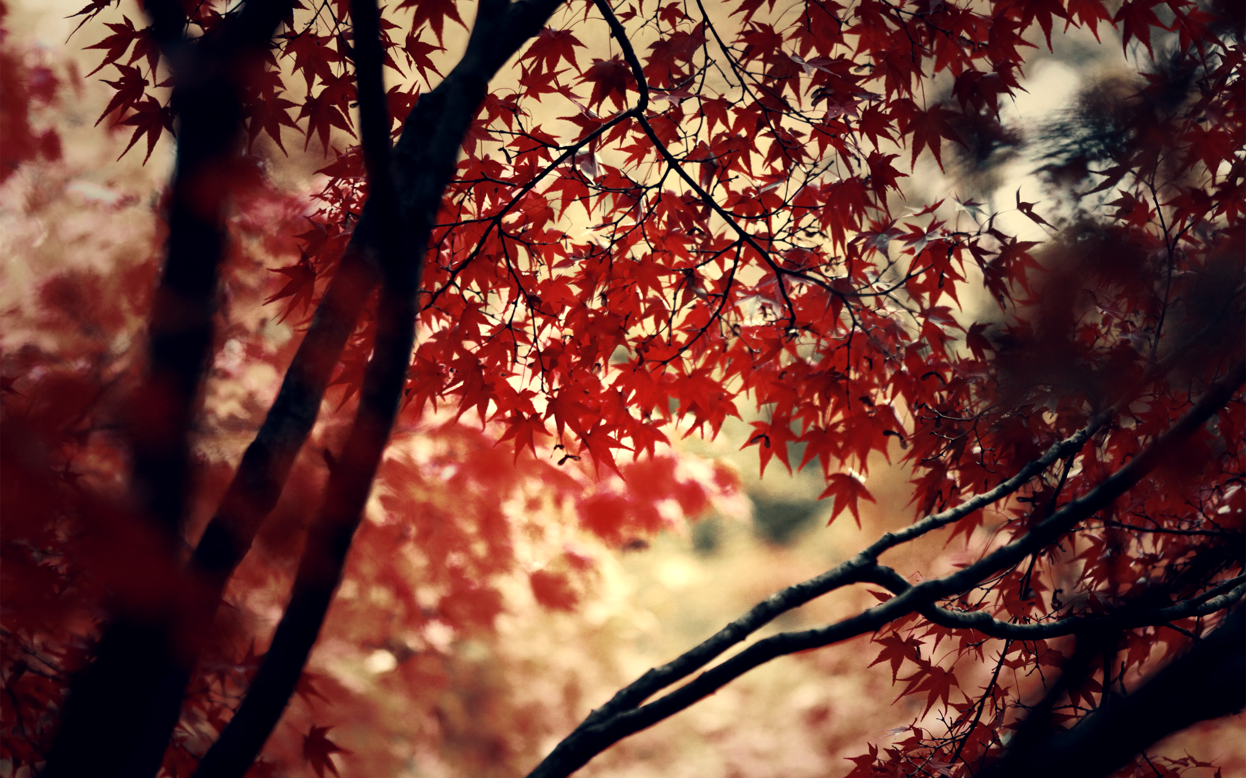 Red Leaf Wallpaper - HD Wallpaper 