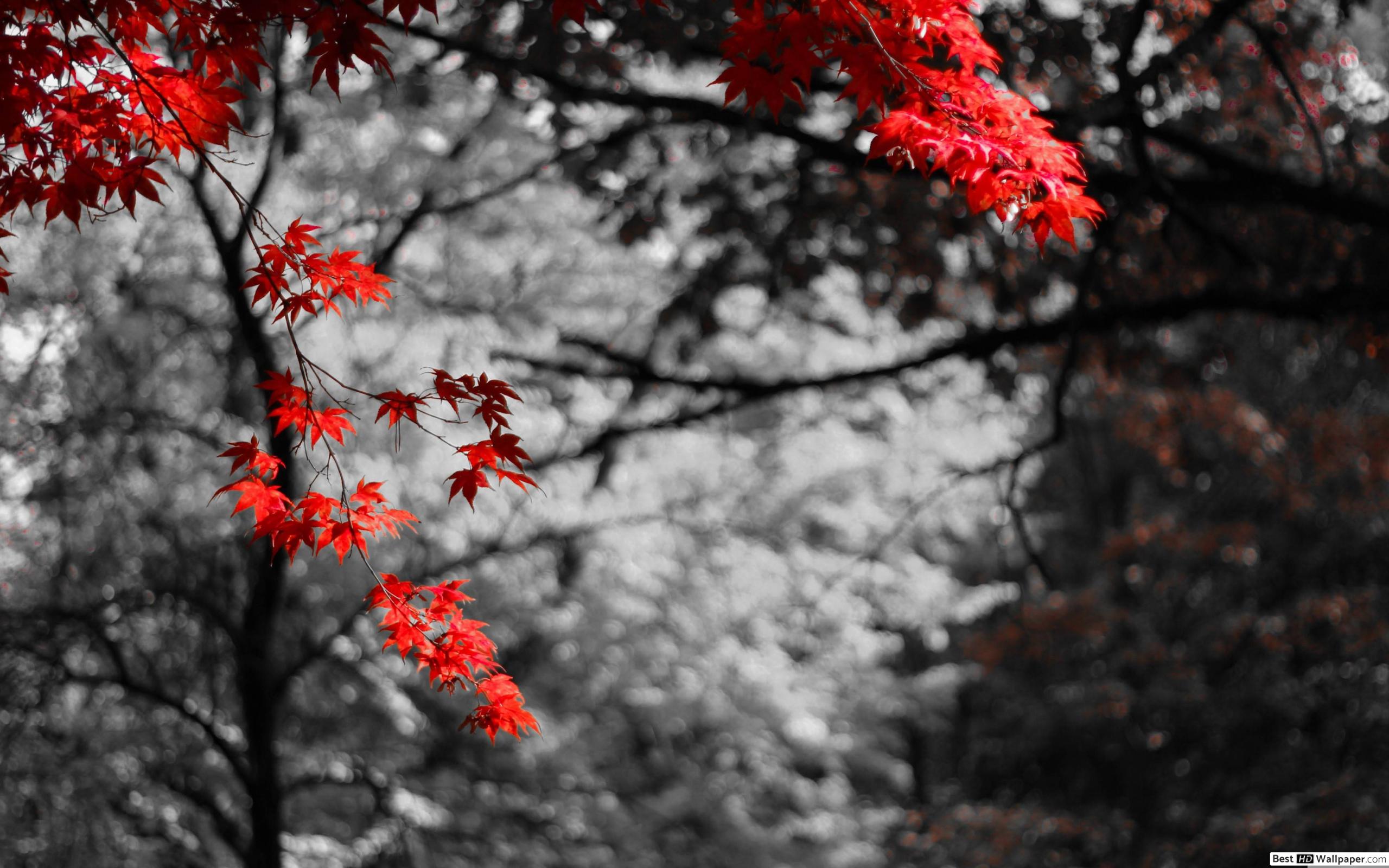 Beautiful December Wallpaper Hd - HD Wallpaper 