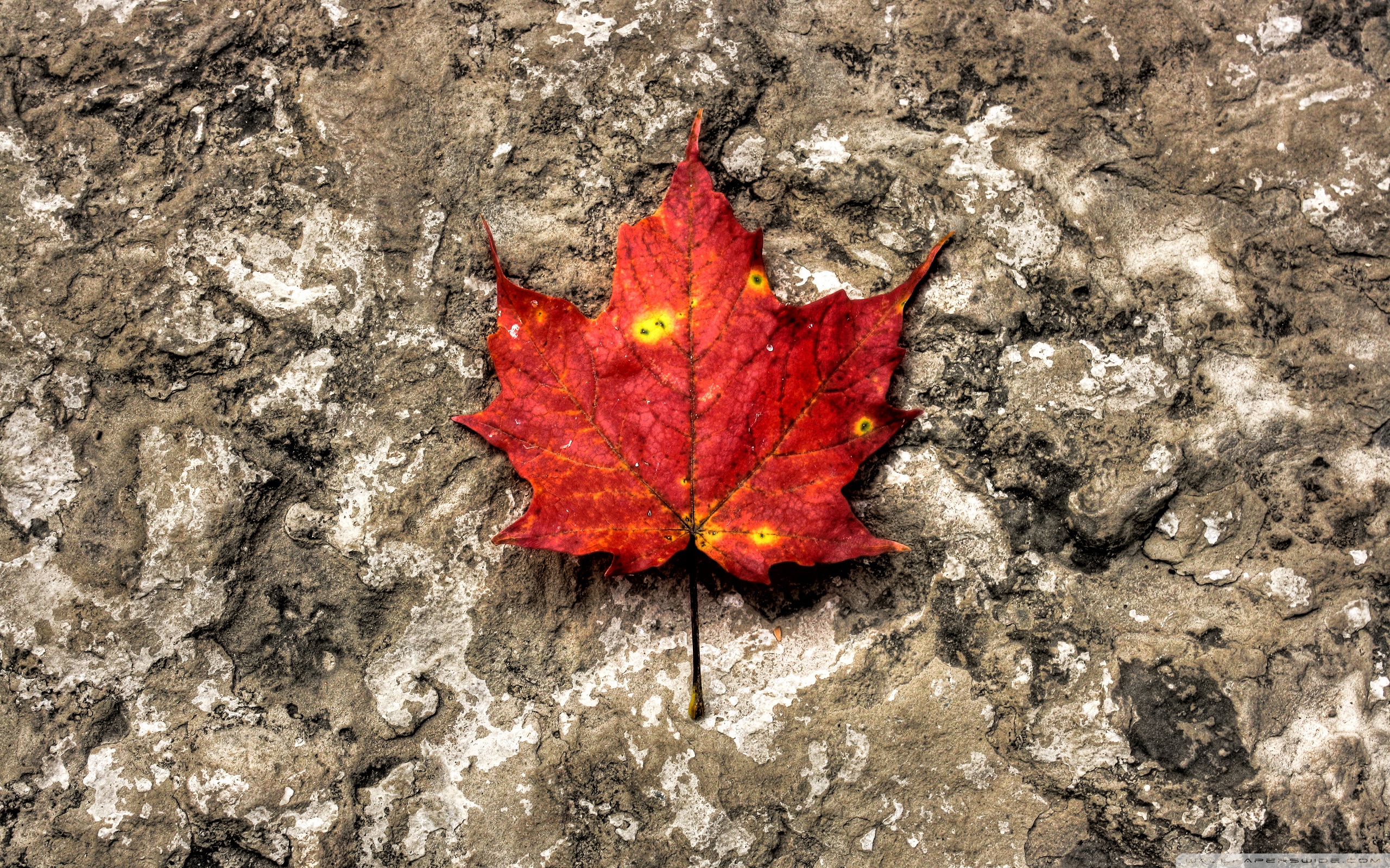 Autumn Nature Leaf Outdoors Fall Ground Flora Environment - Red Maple Leafs Wallpaper Iphone 6 - HD Wallpaper 