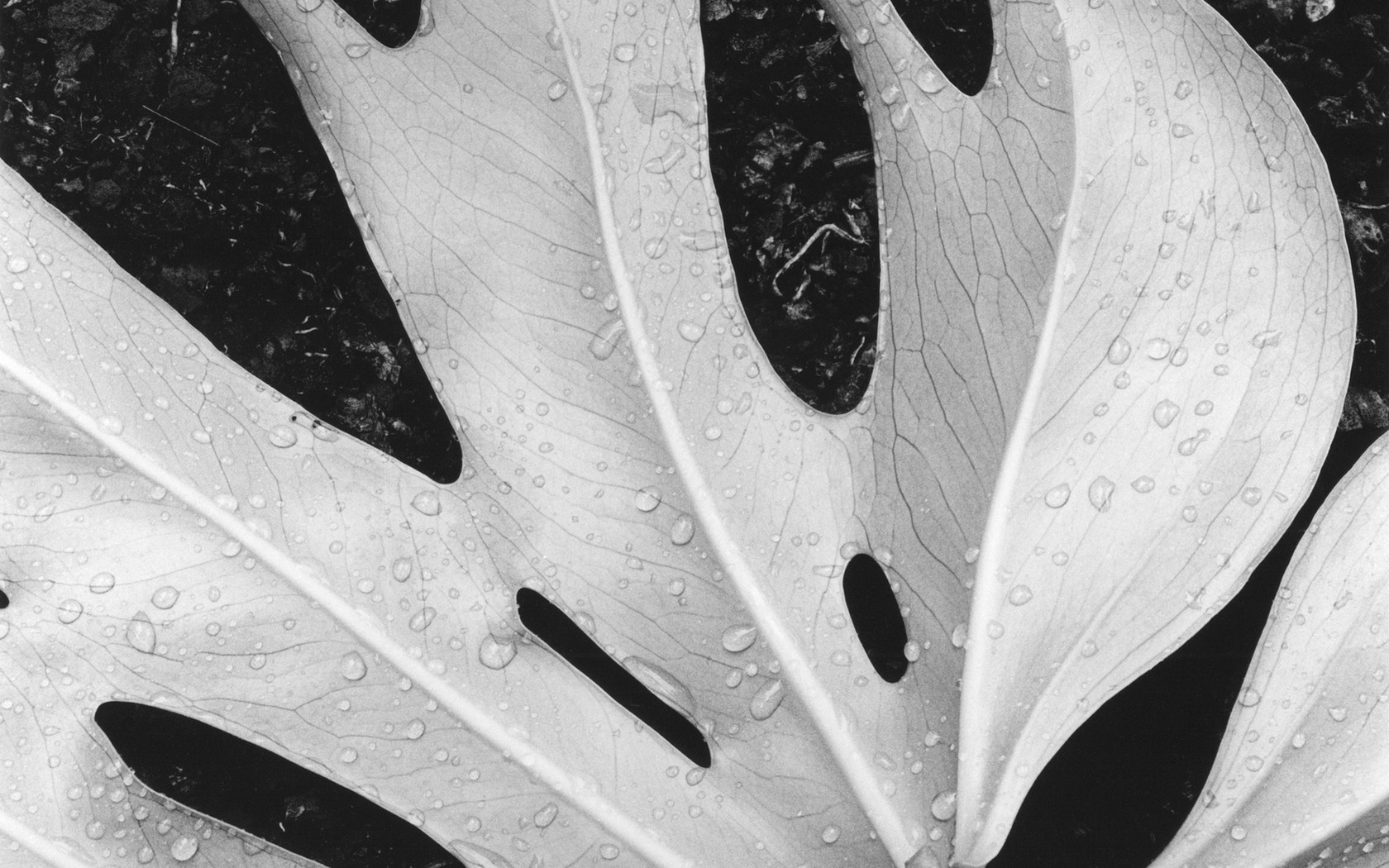Black And White Leaf Wallpaper - Monochrome - HD Wallpaper 