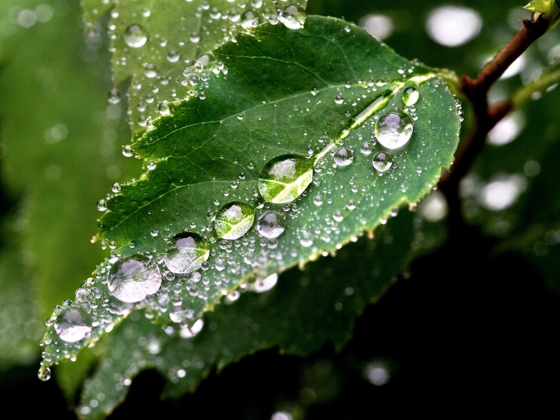Wallpaper Green Leafy Raindrops Macro - Close Up Of Rain Drops - HD Wallpaper 