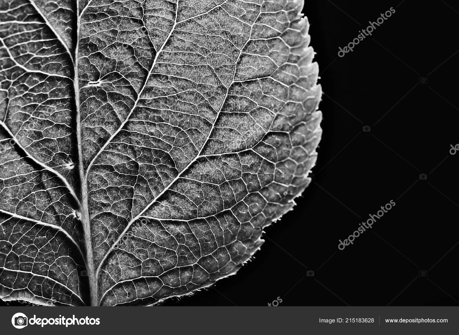 Nature Black And White Texture - HD Wallpaper 