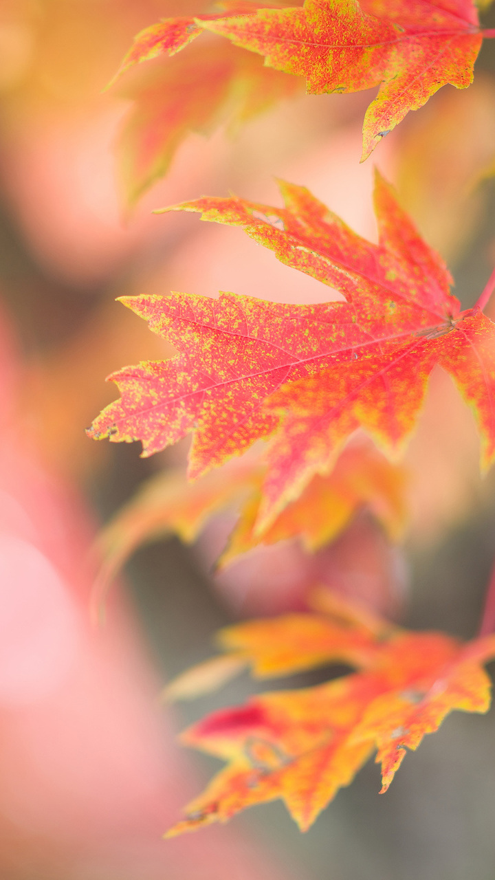 Background, Leaves, Maple, Tree, Branch, Red, Autumn - Maple - HD Wallpaper 
