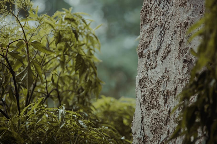 Green Leafy Shrub Near Tree, Plant, Tree Trunk, Animal, - Sunlight - HD Wallpaper 