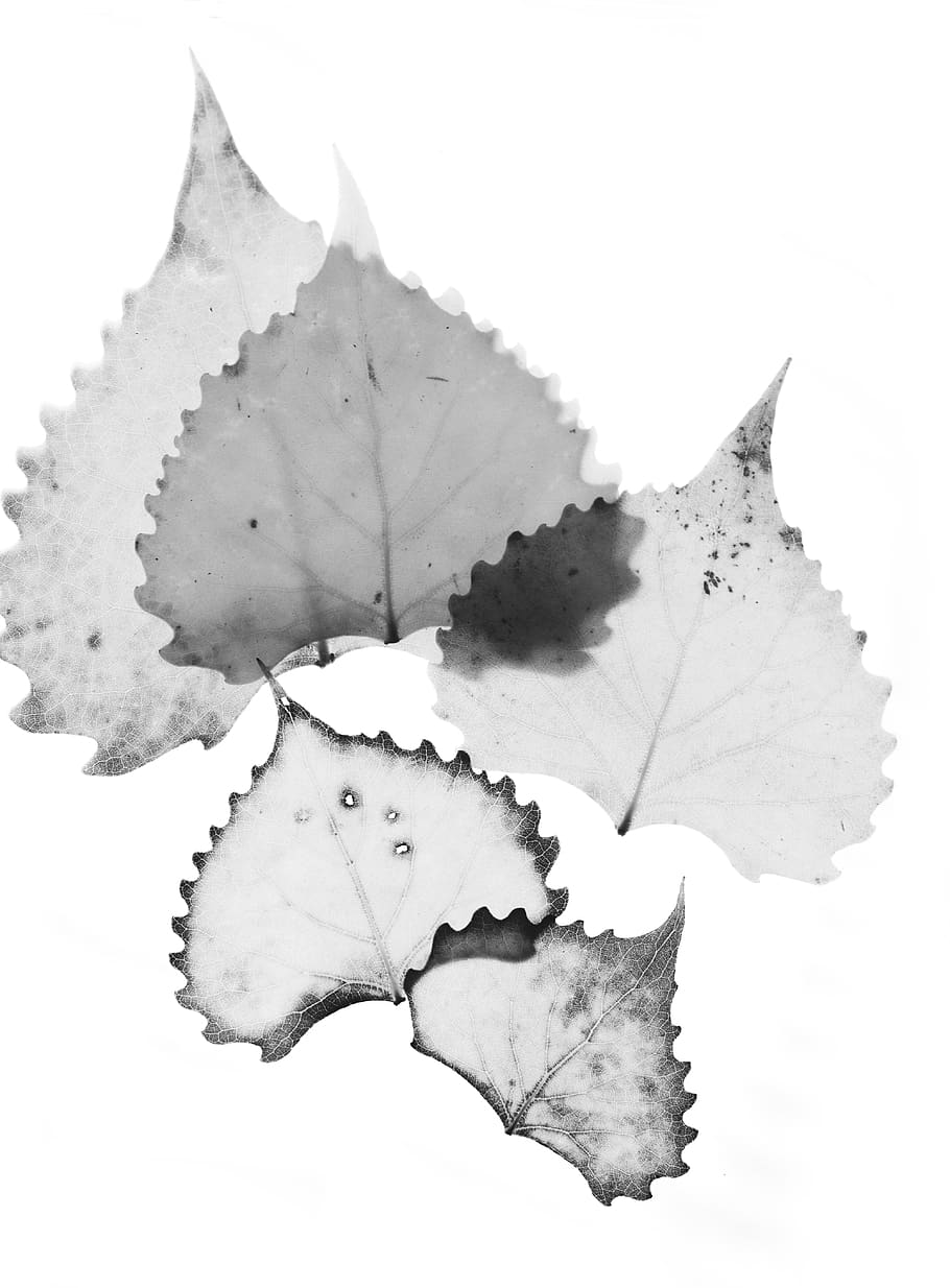 White Leaves Art With White Background, Leaf, Veins, - Black And White Raio X Folhas - HD Wallpaper 