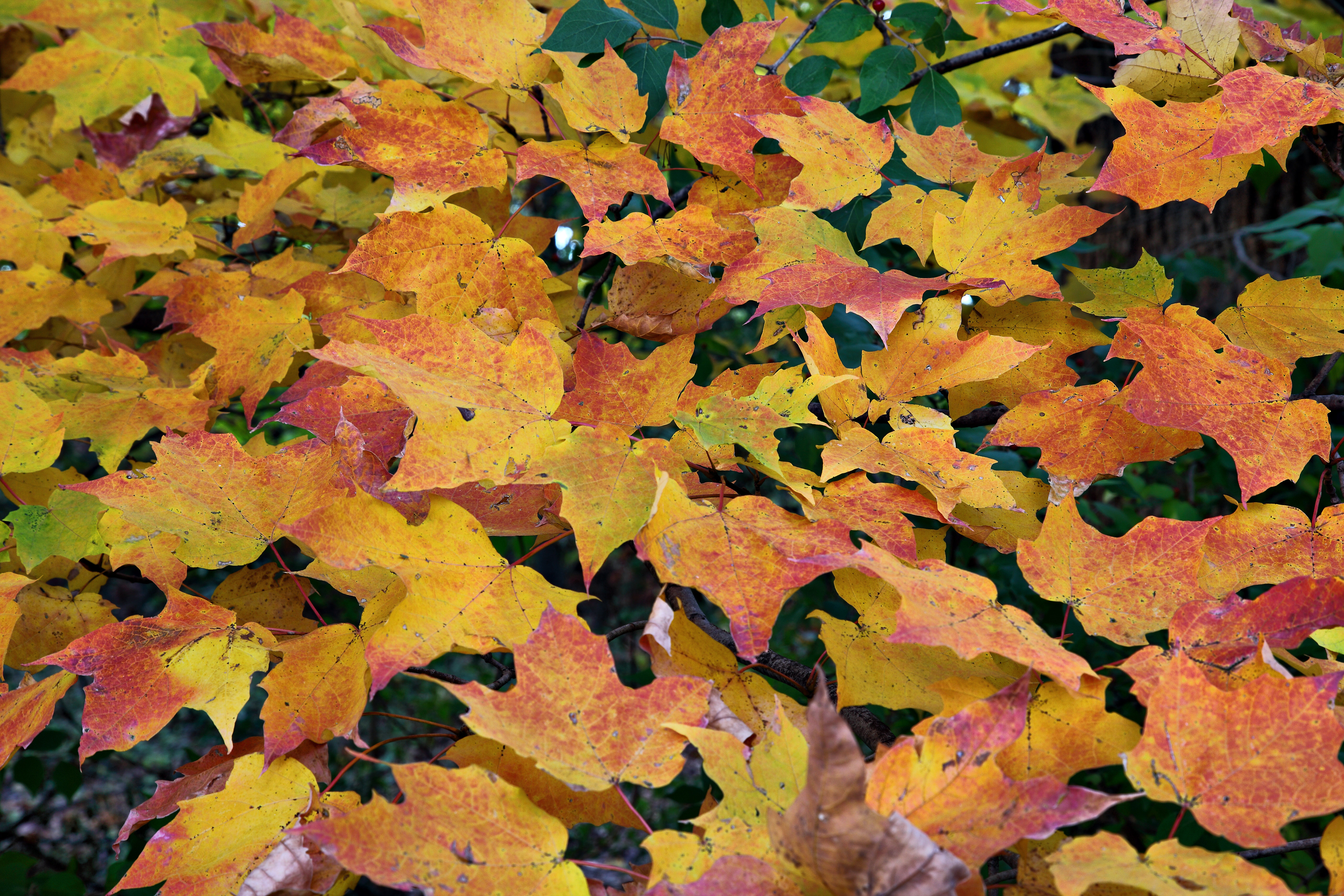 Autumn Maple Leaf Collage - Autumn - HD Wallpaper 