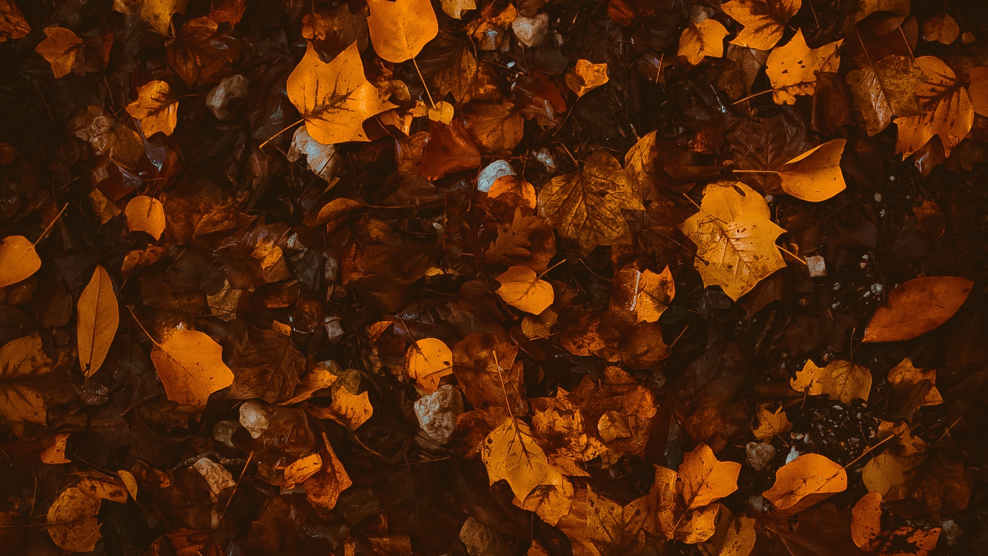 Wallpaper Foliage, Leaves, Autumn, Fallen, Brown, Yellow - پاییز را دیدی آنانکه رنگ عوض کردند افتادند - HD Wallpaper 