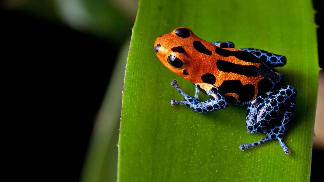Poison Dart Frog, Orange, Leaf, Top View - Orange And Blue Frog - HD Wallpaper 