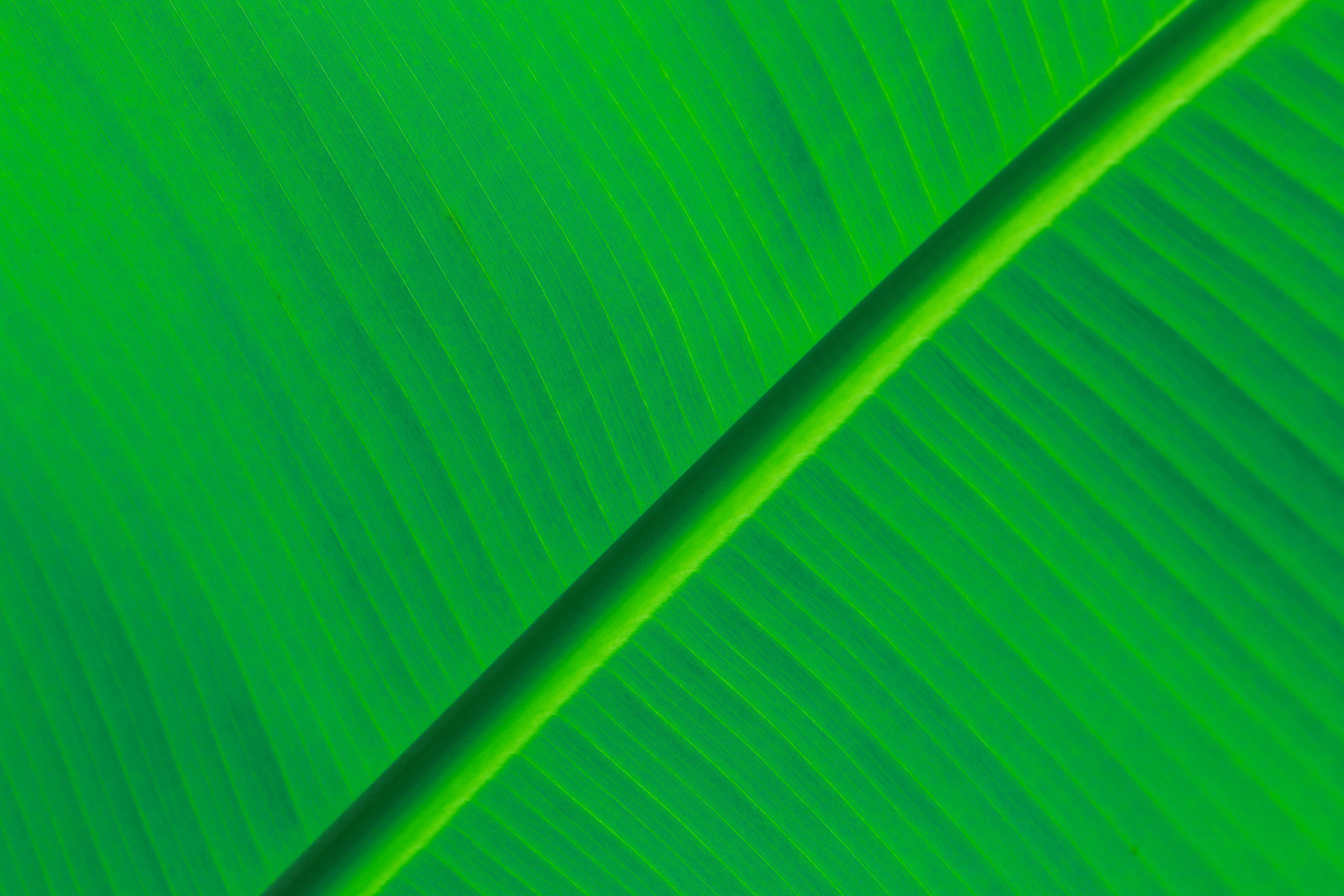 Banana Leaves Background Hd - HD Wallpaper 