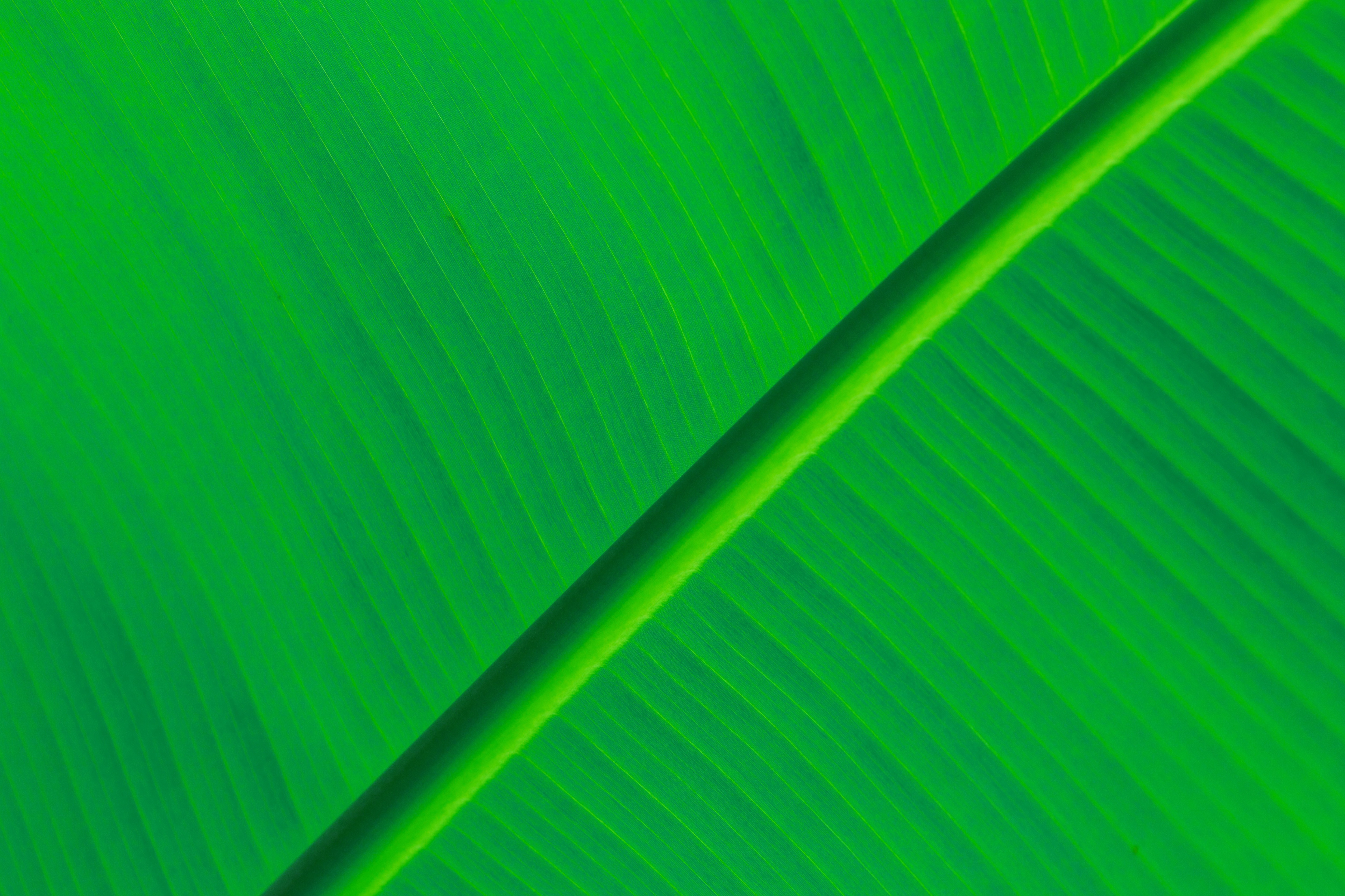 Banana Leaves Background Hd - 5000x3333 Wallpaper 