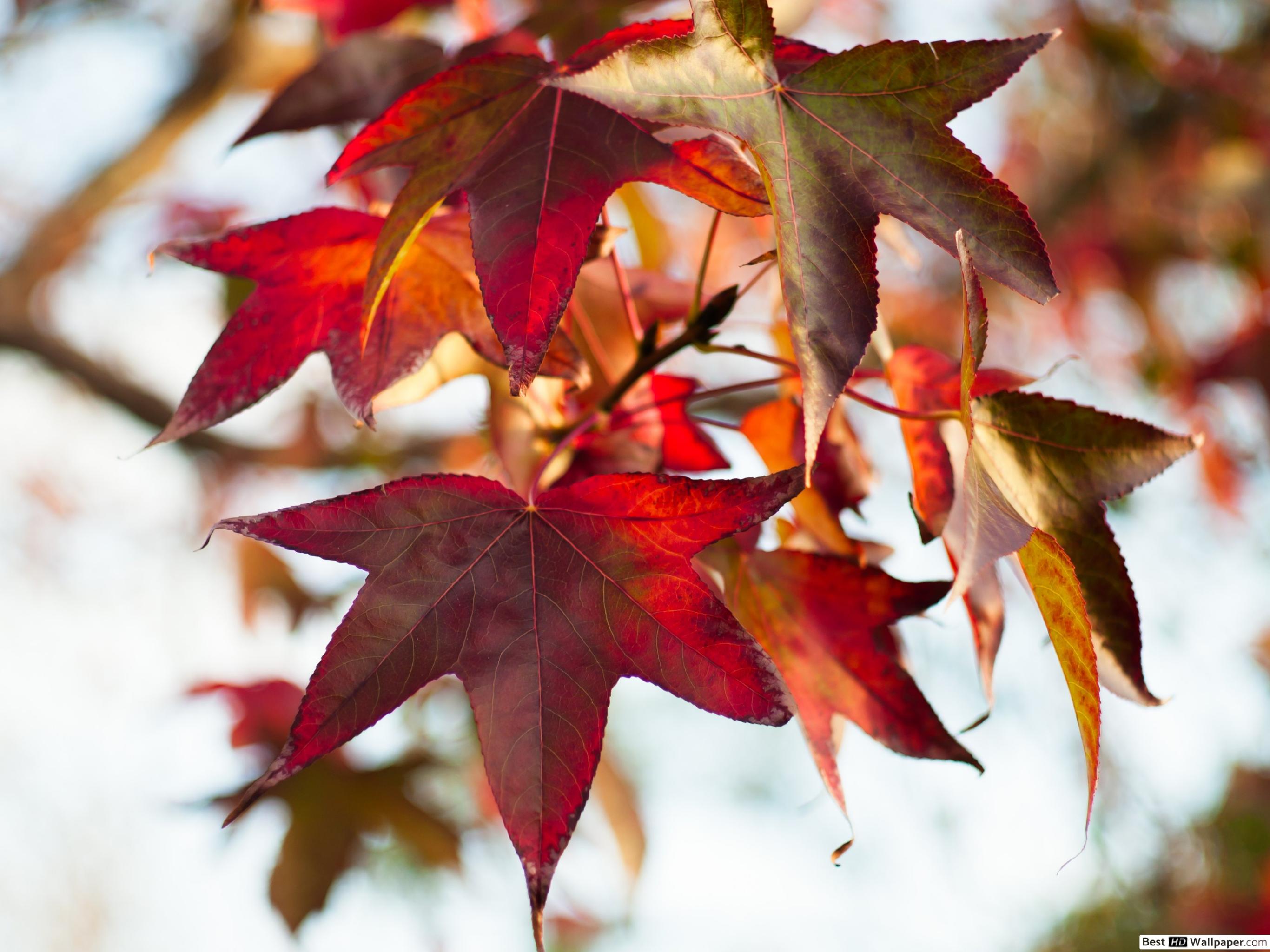 Apple - HD Wallpaper 