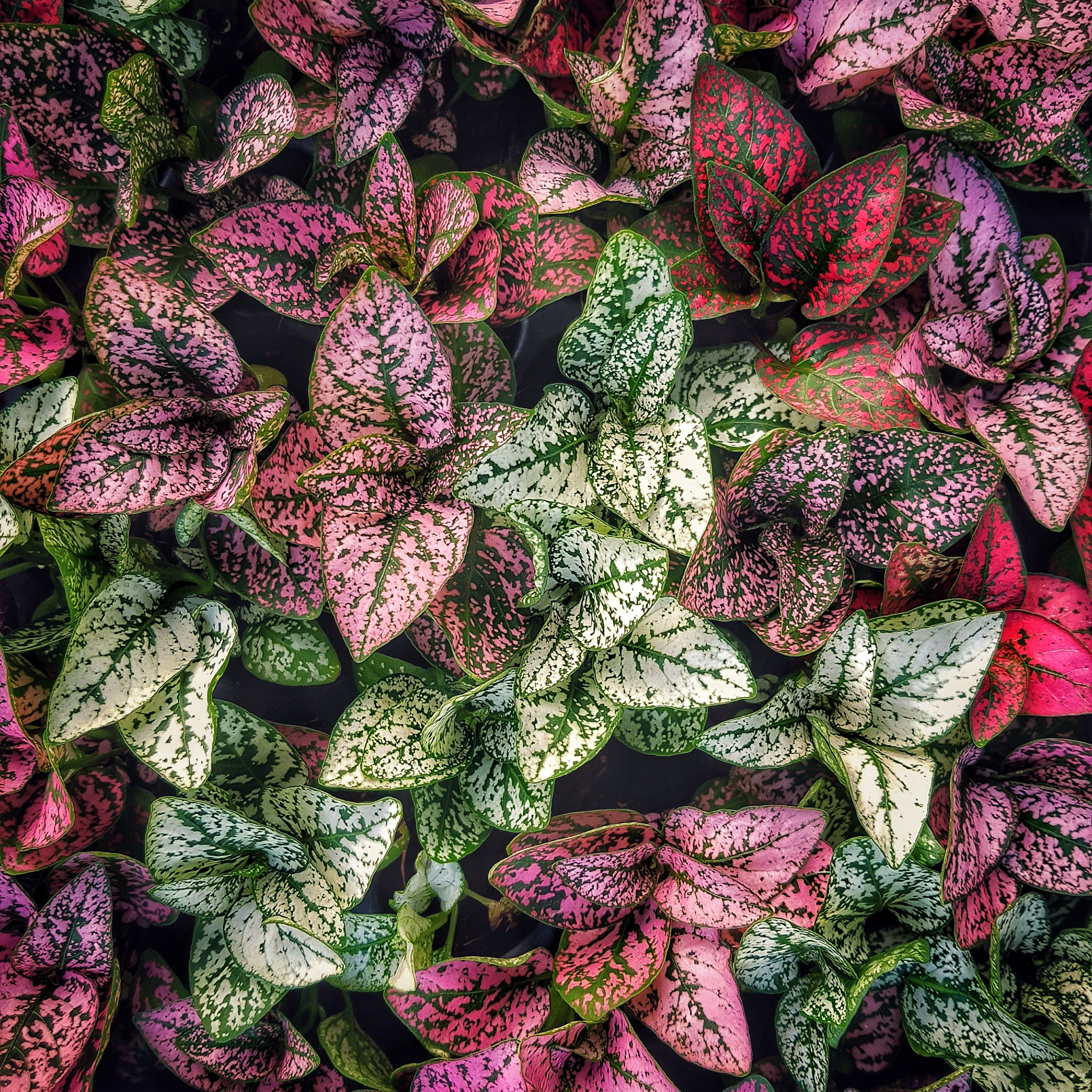 Mobile Phone - HD Wallpaper 