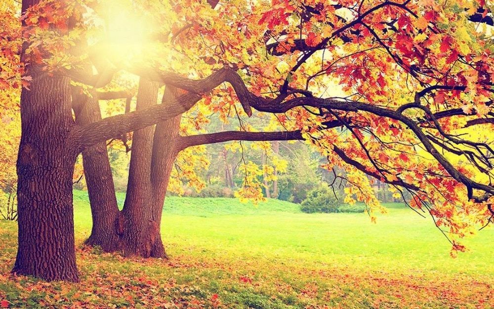Autumn Scenery - HD Wallpaper 