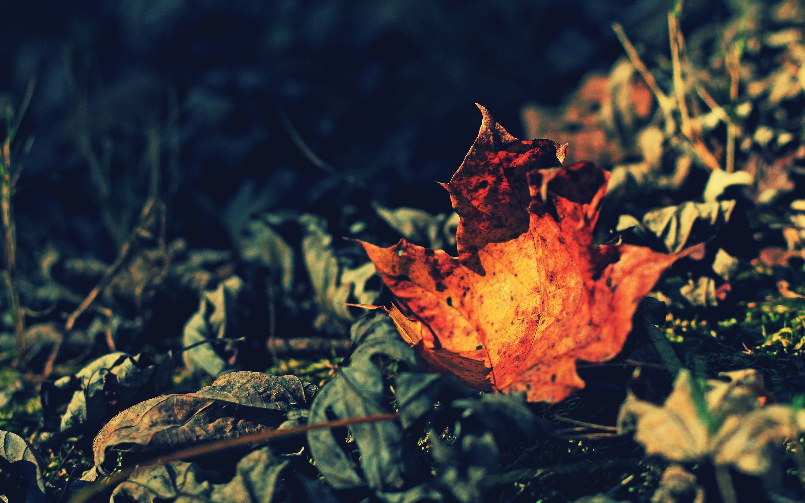 Plants - HD Wallpaper 