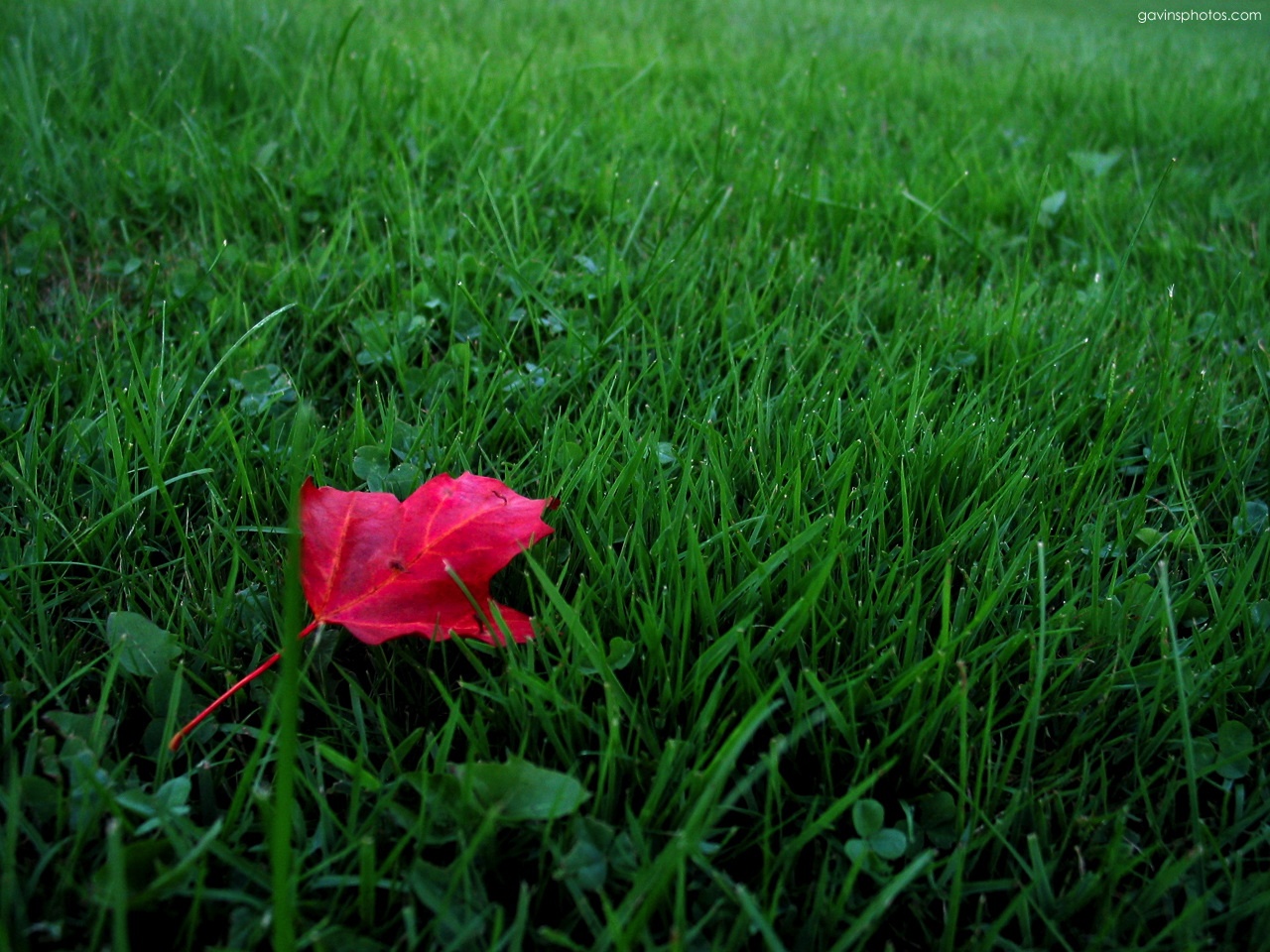 Lawn - HD Wallpaper 