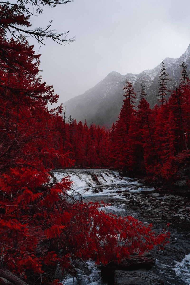 Wallpaper River, Trees, Red, Mountains, Fog, Landscape - West Glacier Mt  Usa - 800x1200 Wallpaper 