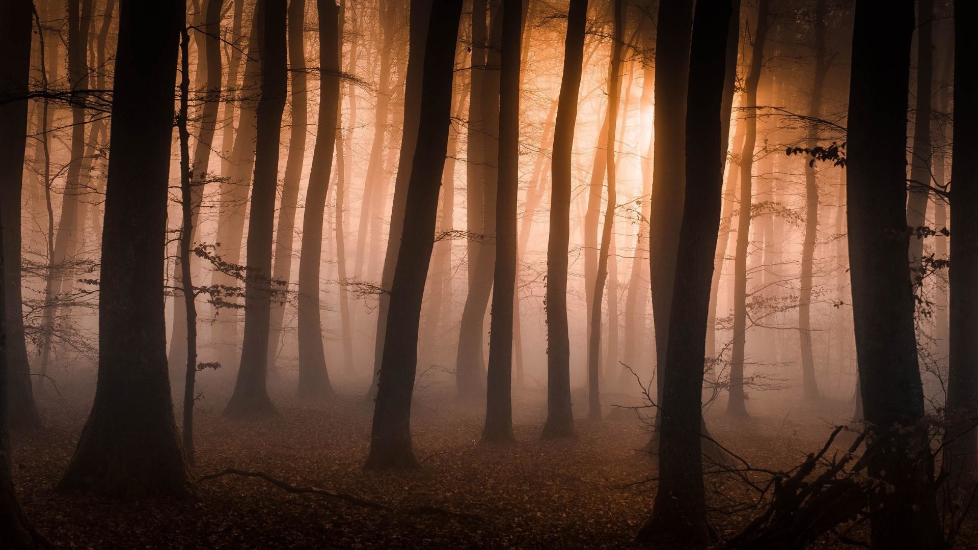 1920x1080, Foggy Forest Wallpaper - Spruce-fir Forest - HD Wallpaper 