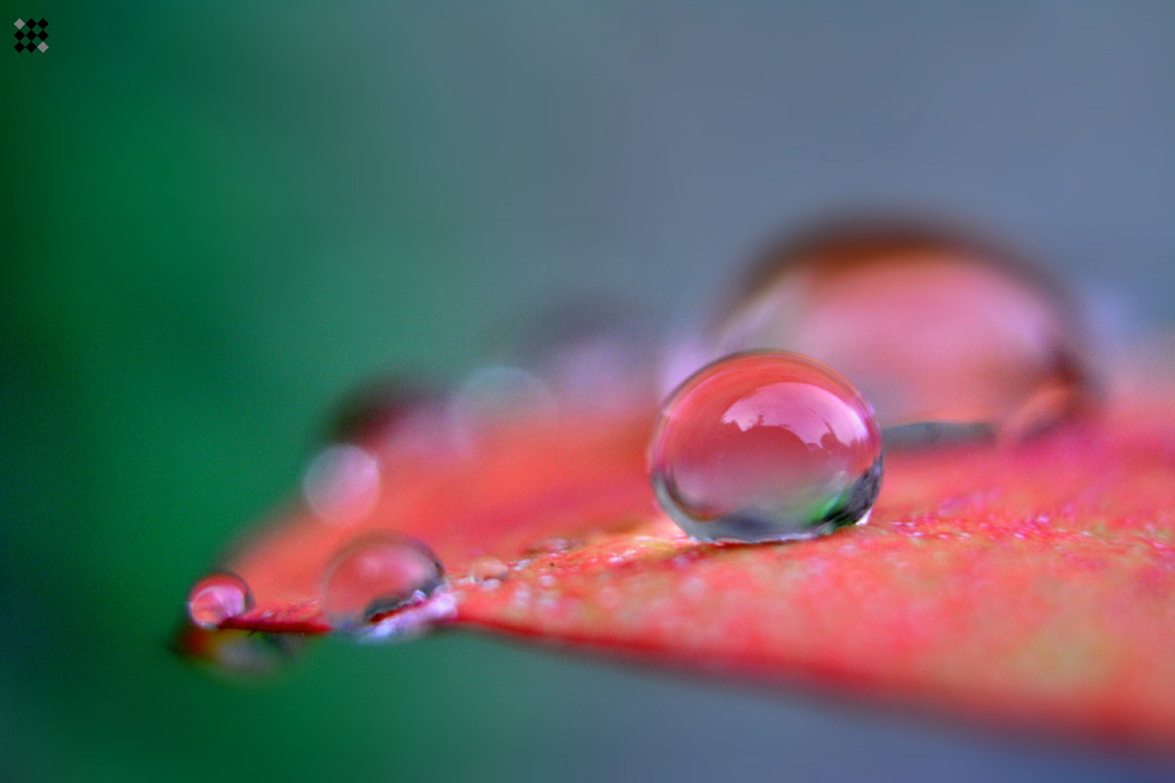 Dew Drop Red Leaf - HD Wallpaper 