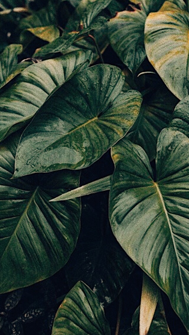 Green, Wallpaper, And Background Image - Anthurium - HD Wallpaper 