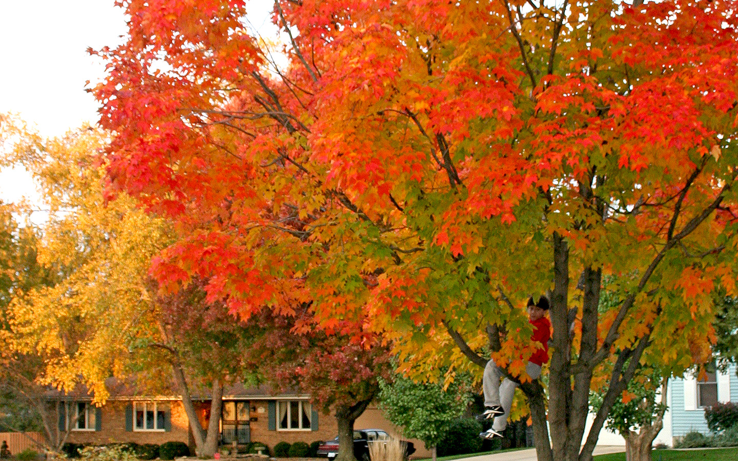 Maple Tree Autumn - HD Wallpaper 