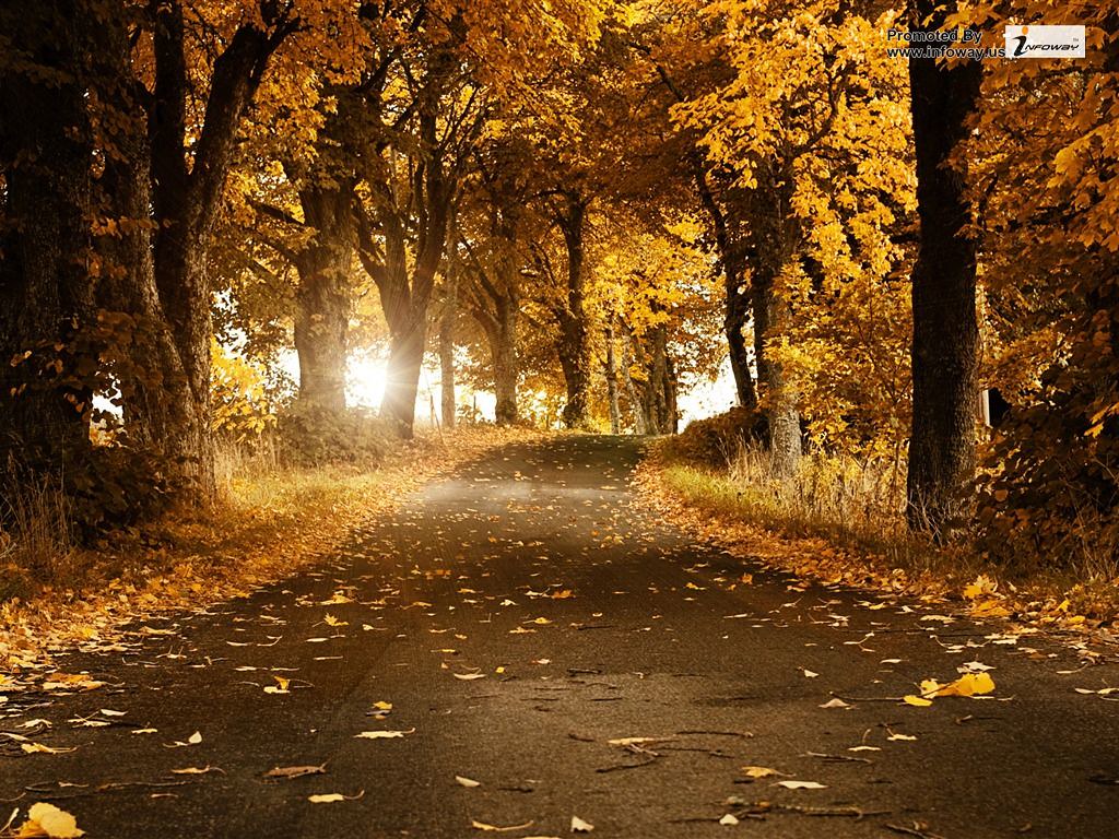 Paisaje Camino Con Arboles - HD Wallpaper 