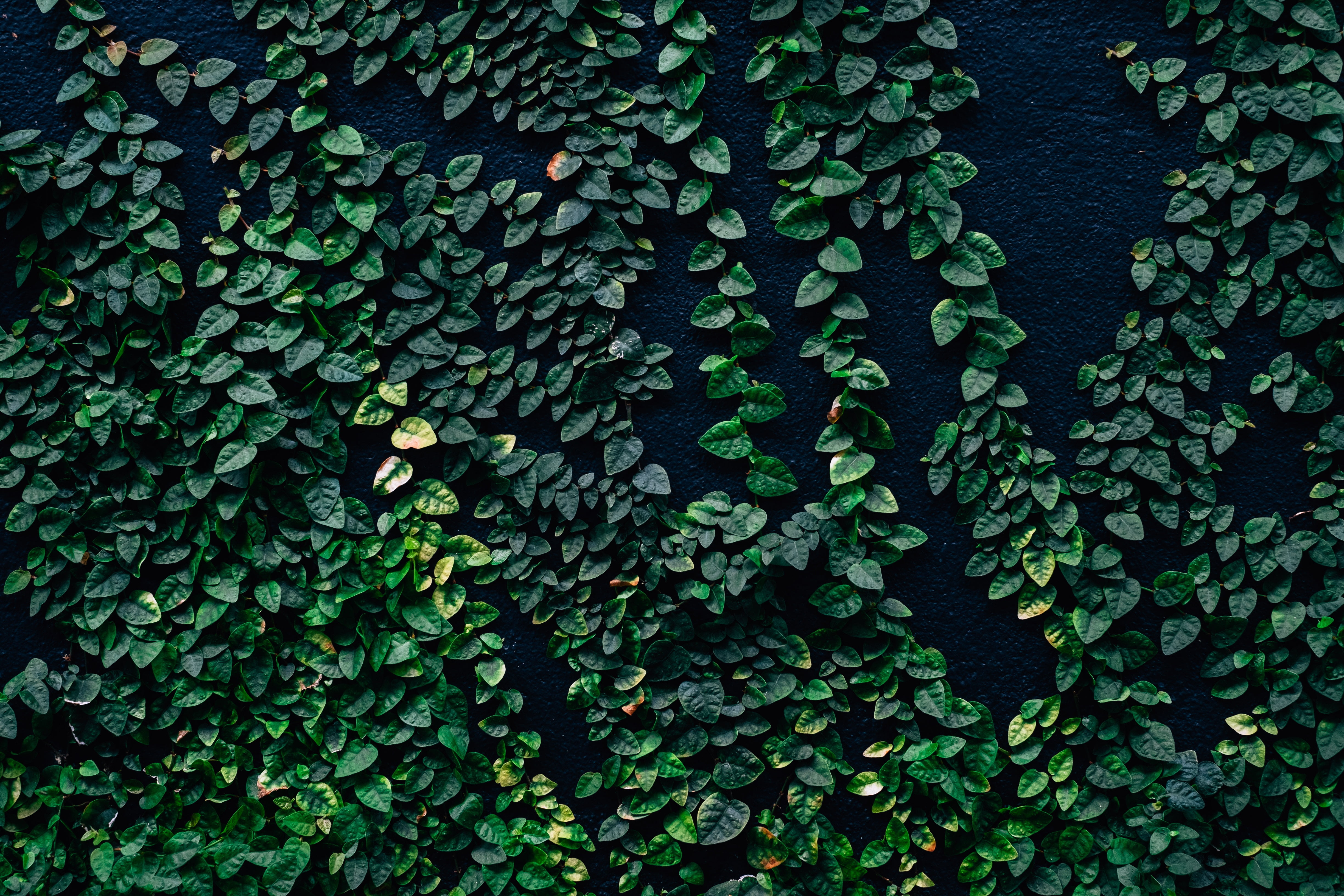 Green Leave Wall Background Hd - HD Wallpaper 
