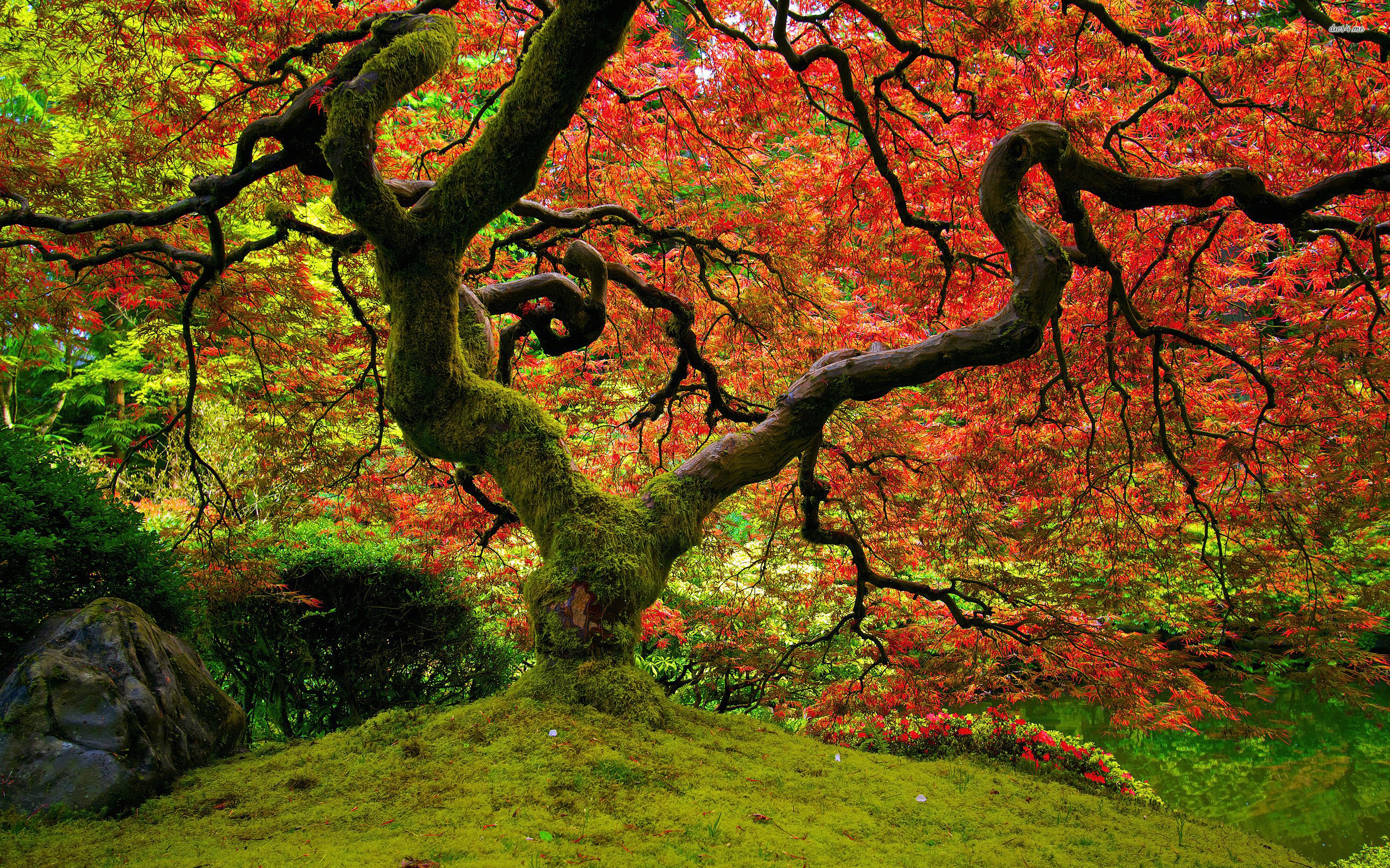 Maple Tree Wallpaper - HD Wallpaper 