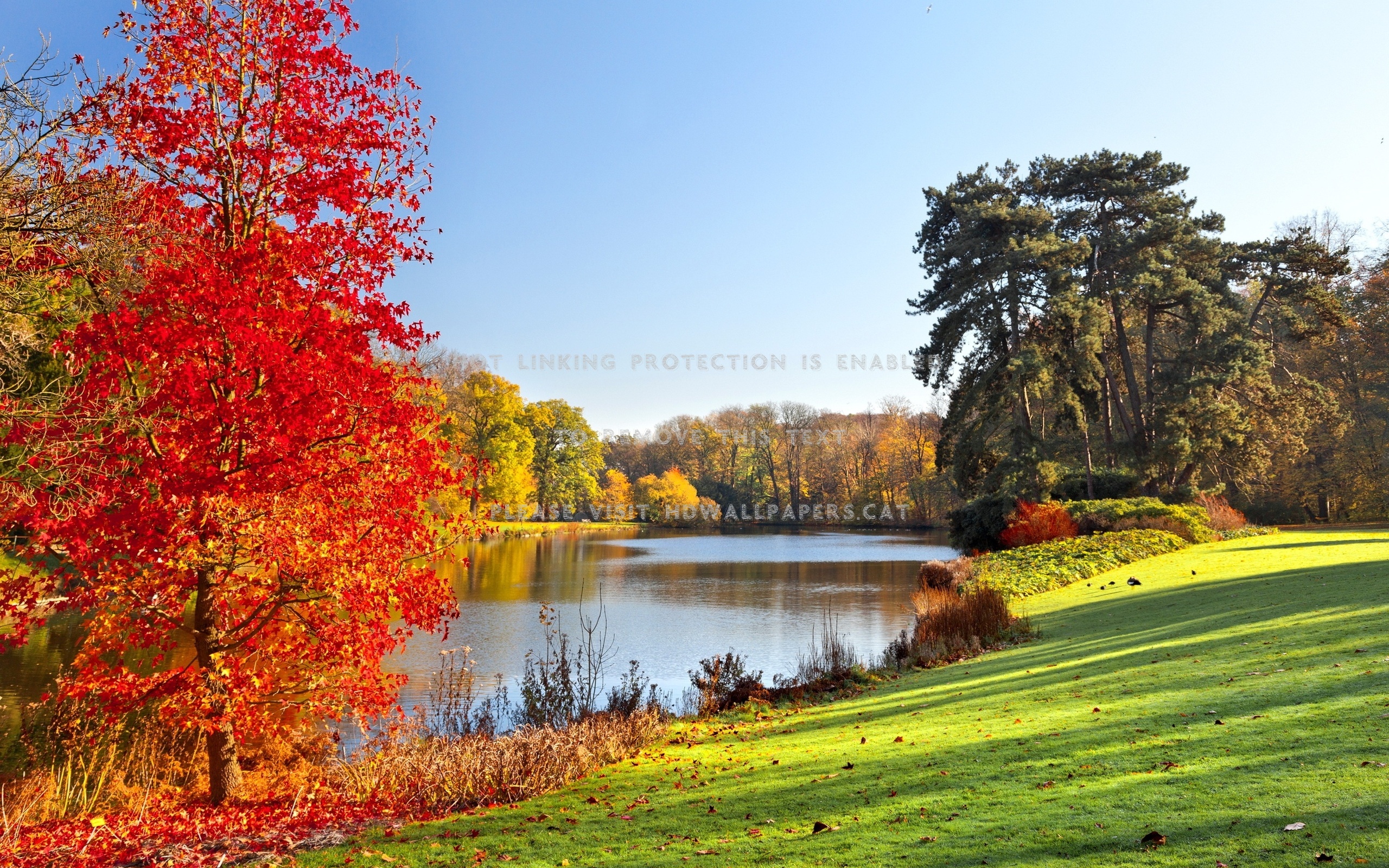 Red Tree Beside River Leaves Beautiful View - Beautiful Nature Good Morning - 2560x1600 Wallpaper Red Tree Beside River Leaves Beautiful View - Beautiful Nature Good Morning - 2560x1600 Wallpaper