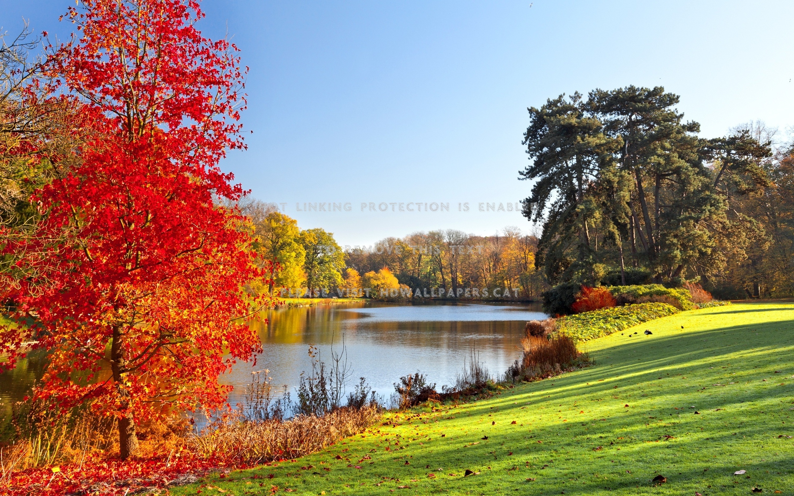 Red Tree Beside River Leaves Beautiful View - Beautiful Nature Good Morning - HD Wallpaper 