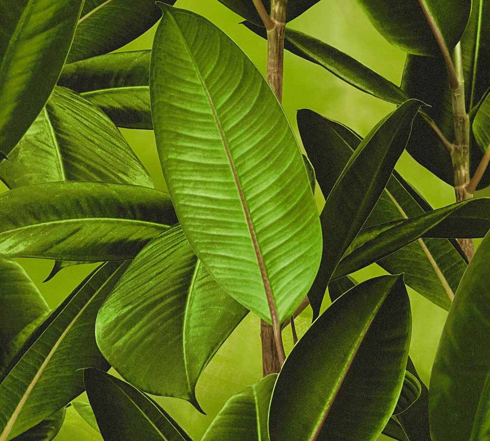 Tapete Tropische Blätter - HD Wallpaper 