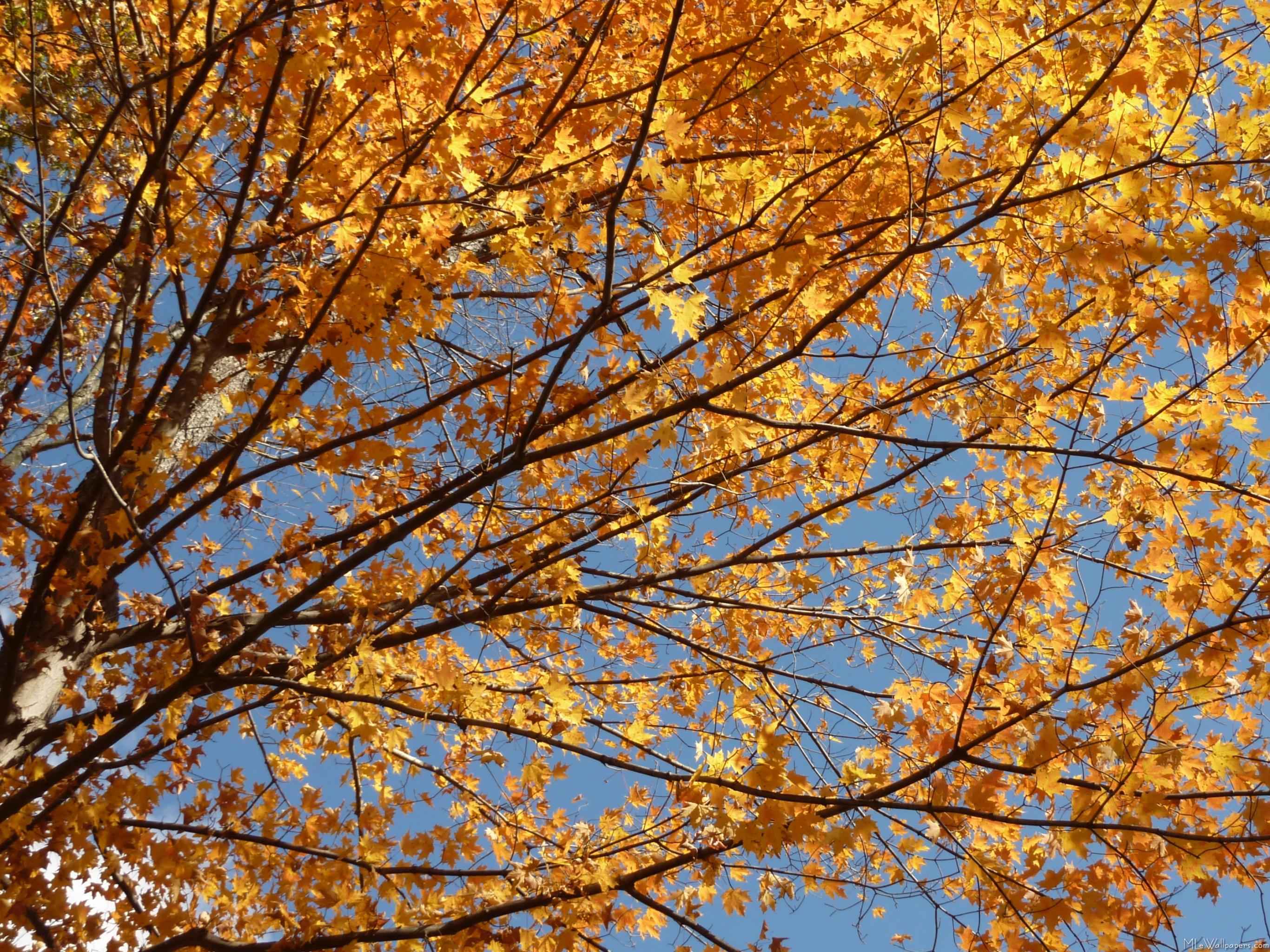 Branches Of Maple Leaves Ii - Maple - HD Wallpaper 