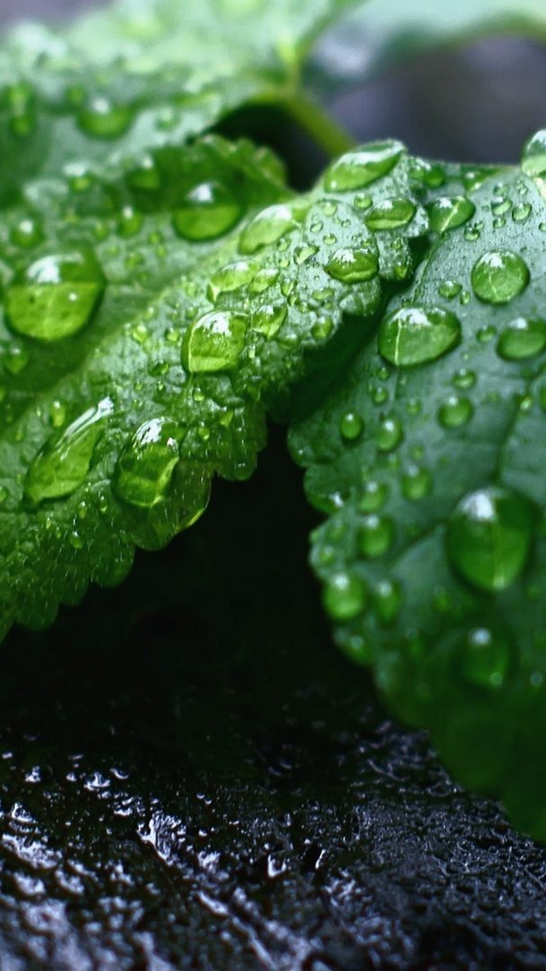 Green Leaf Wallpaper Android With Image Resolution - Leaf Wallpaper For Android Hd - HD Wallpaper 