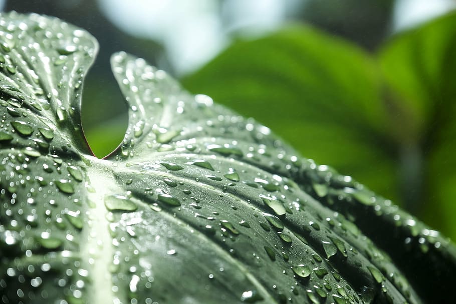 Shallow Focus Photo Of Green Leaf, Jungle, Leaves, - Macro Photography - HD Wallpaper 