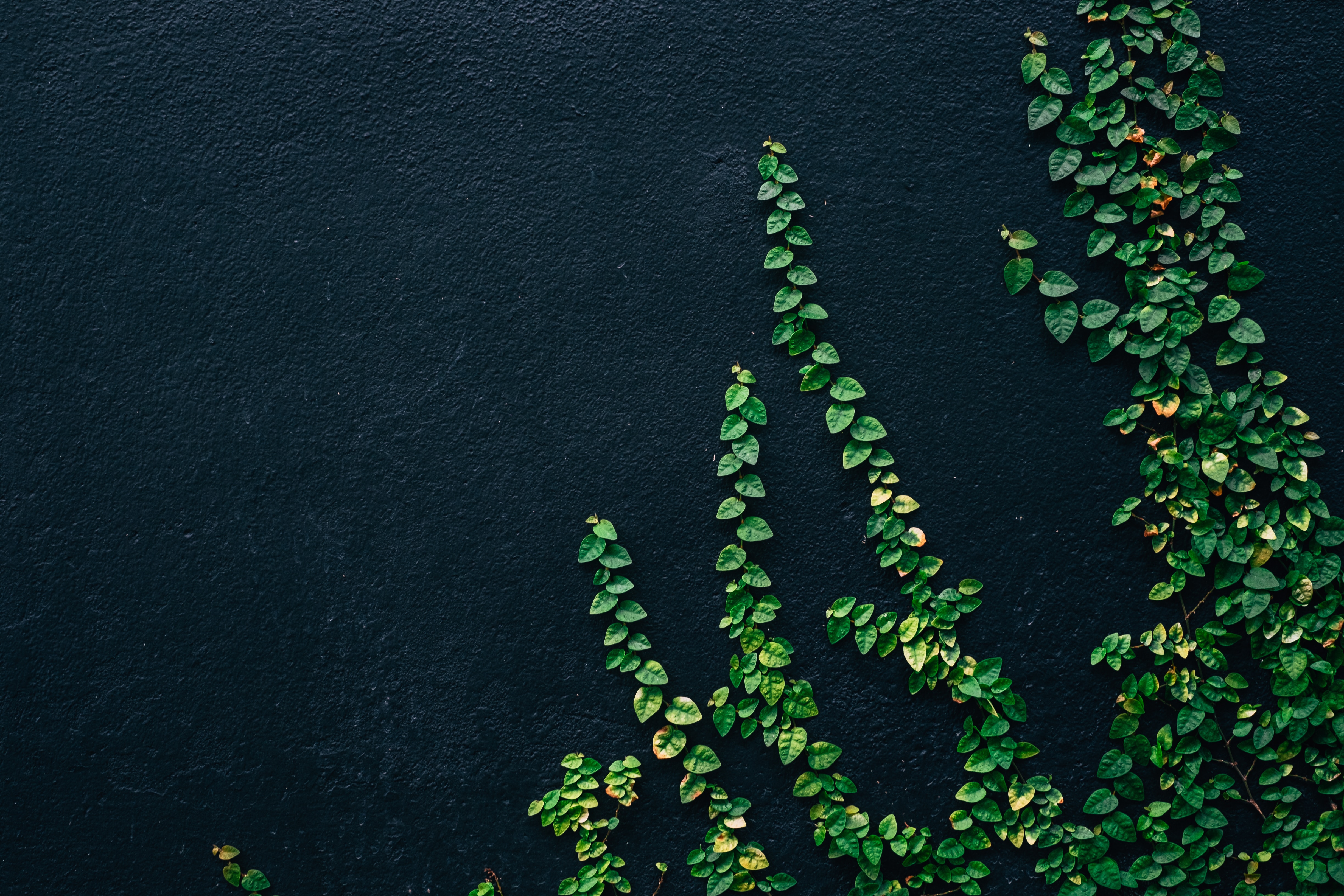 Black Wall Green Plants - HD Wallpaper 
