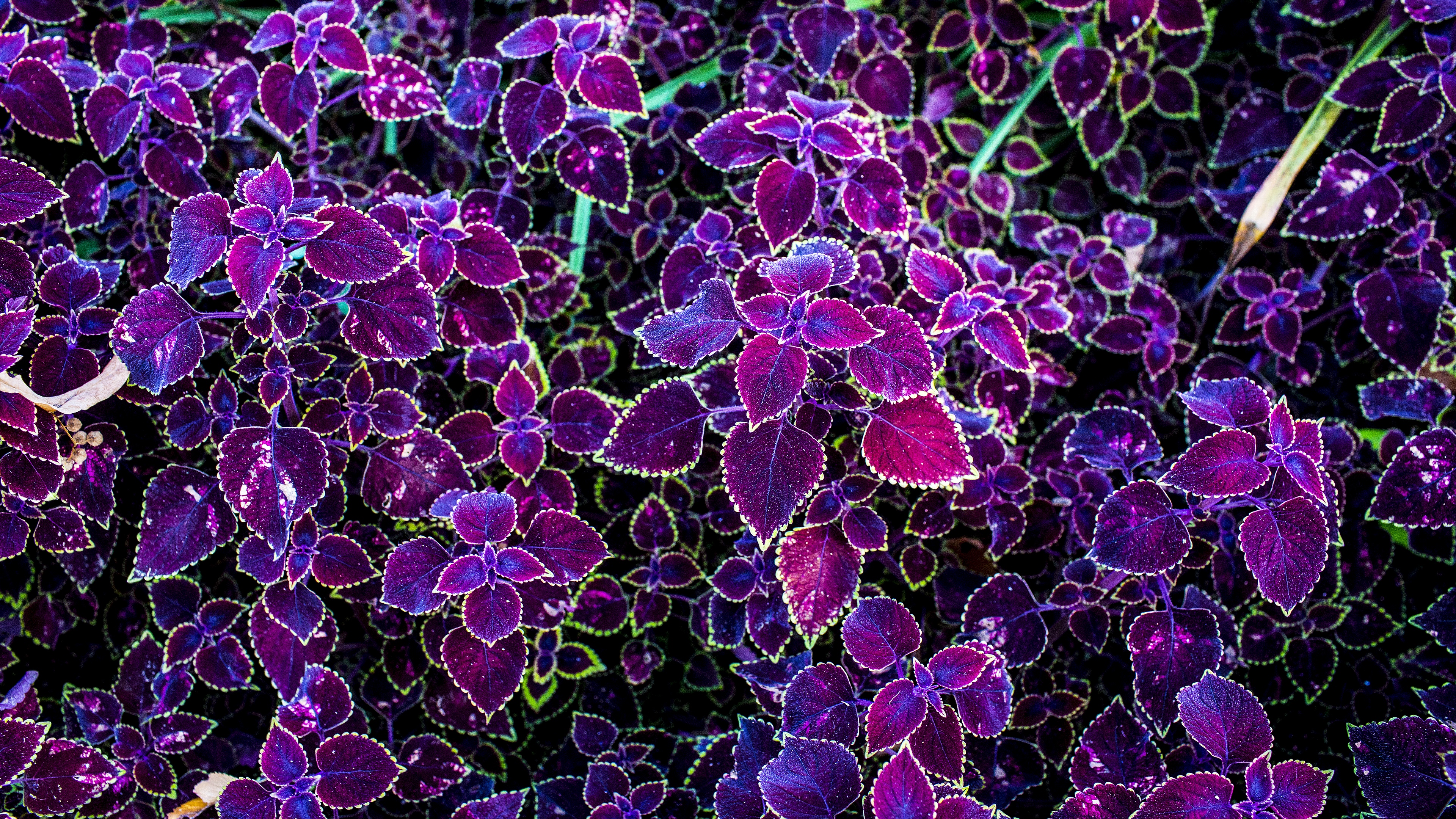 Leaves Purple Pink Carved Plant 4k - Hd 4k Leaves Purple - HD Wallpaper 