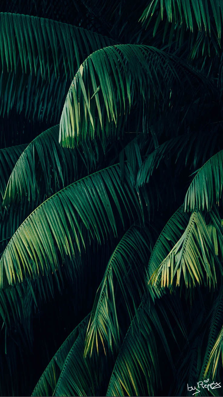 10 Tropical Jungle Iphone X Wallpapers By Preppy Wallpapers - Tropical Plants Wallpaper Hd - HD Wallpaper 