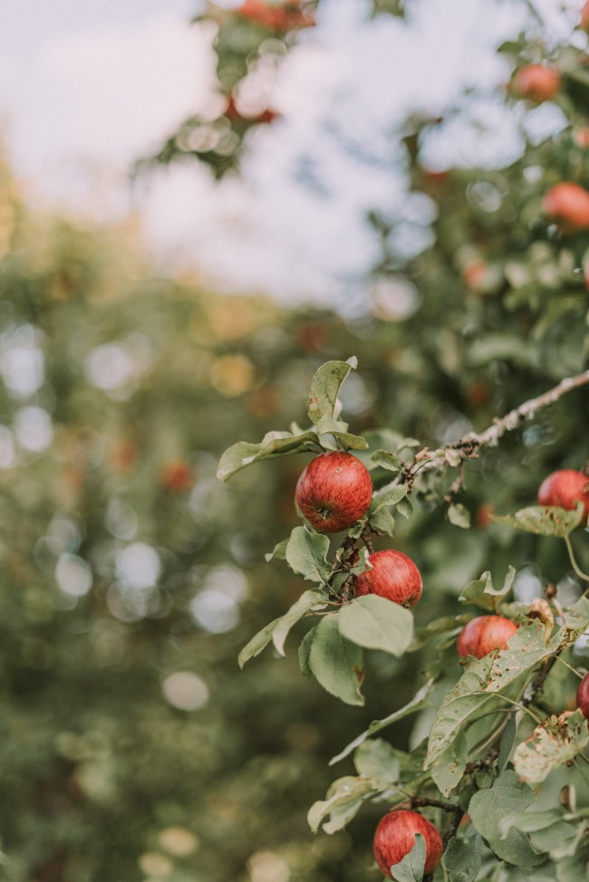 Apples, Bokeh, Ripe, Branches, Leaves, Fresh, Tree - Apple - HD Wallpaper 