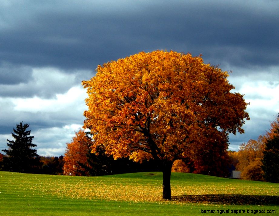 Beautiful Autumn Tree One Hd Wallpaper Pictures Backgrounds - HD Wallpaper 