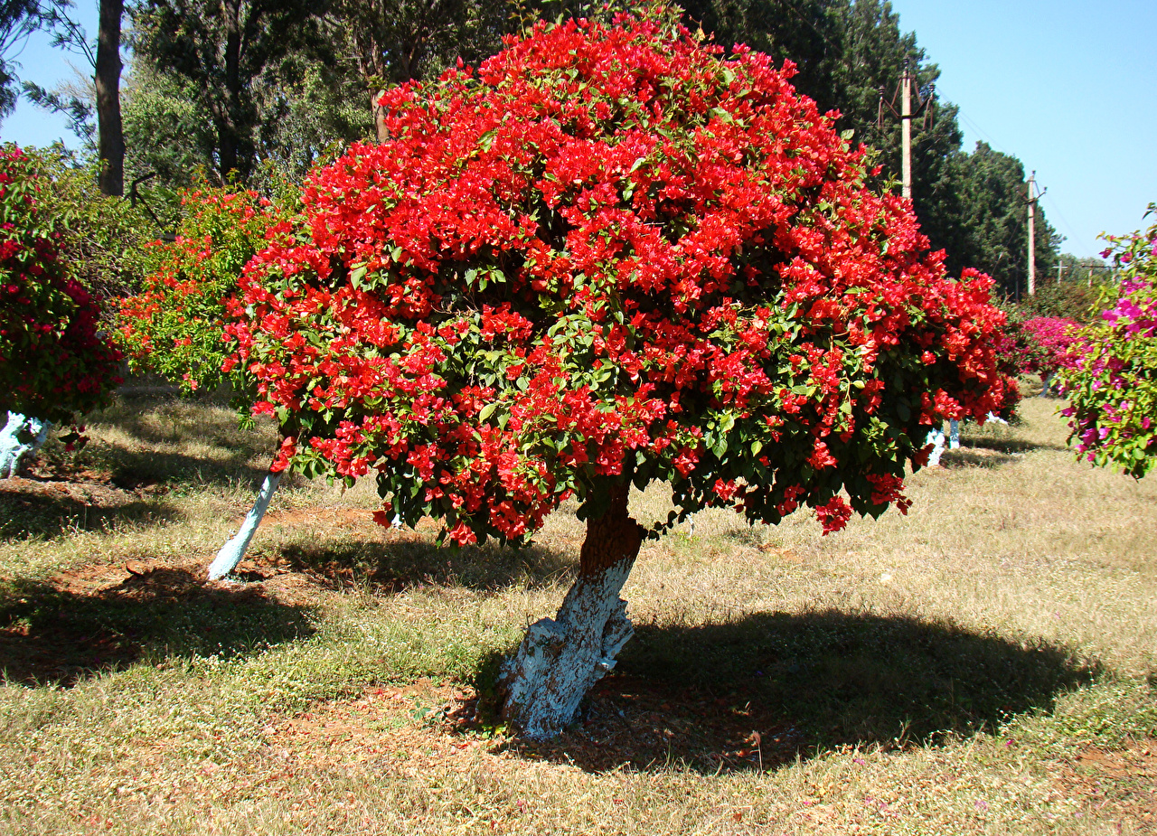 Red Bugambilia - HD Wallpaper 