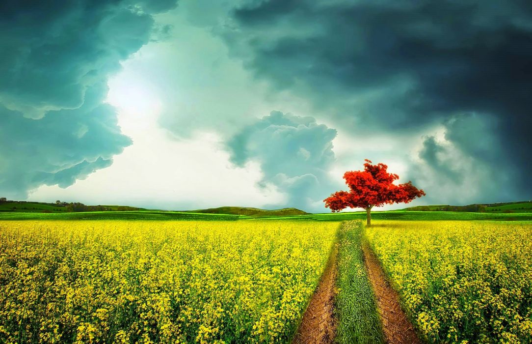 Red Tree Yellow Field - HD Wallpaper 