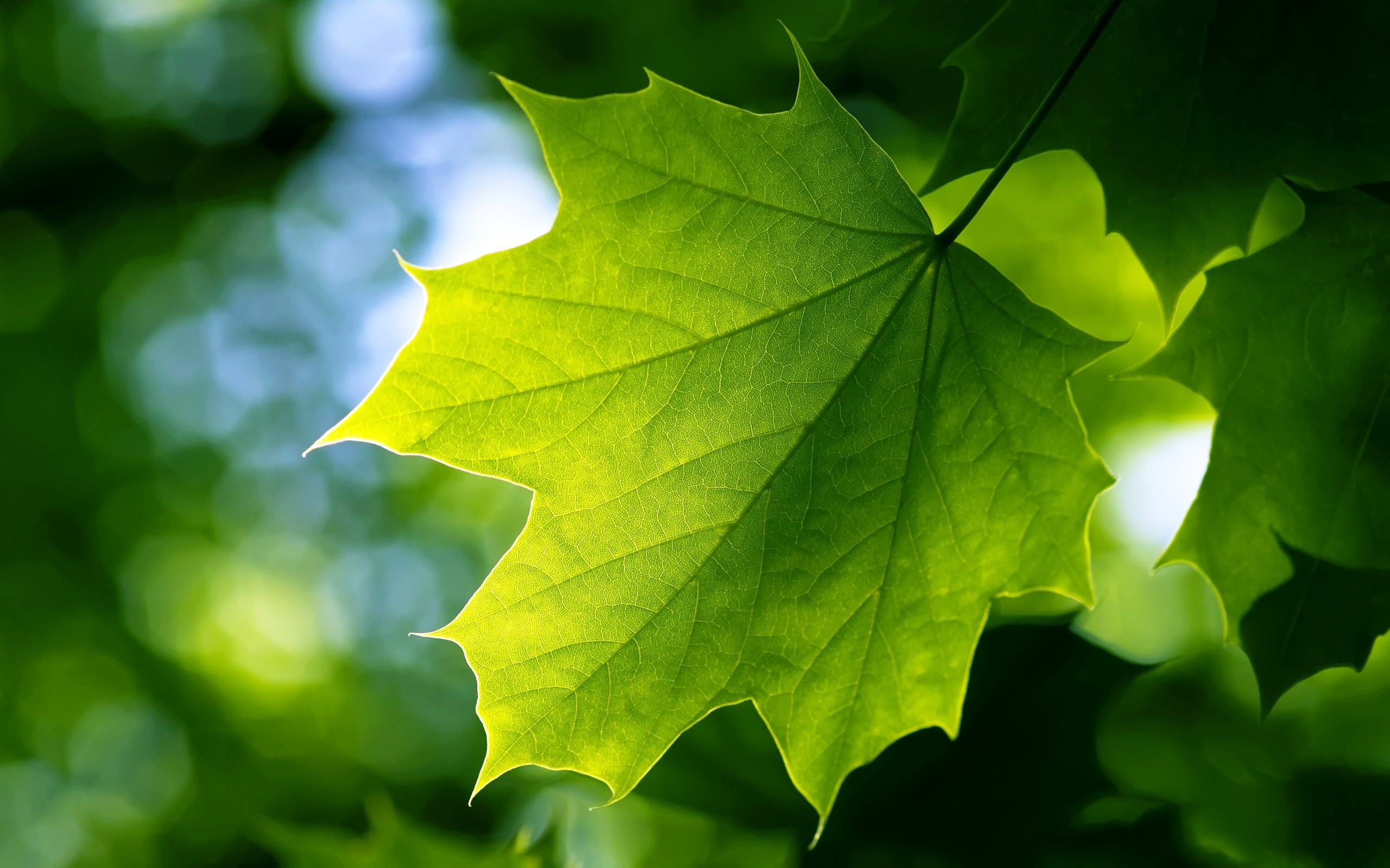 2560x1600, Green Leaf Wallpaper 
 Data Id 276795 
 - Green Leaf Hd - HD Wallpaper 