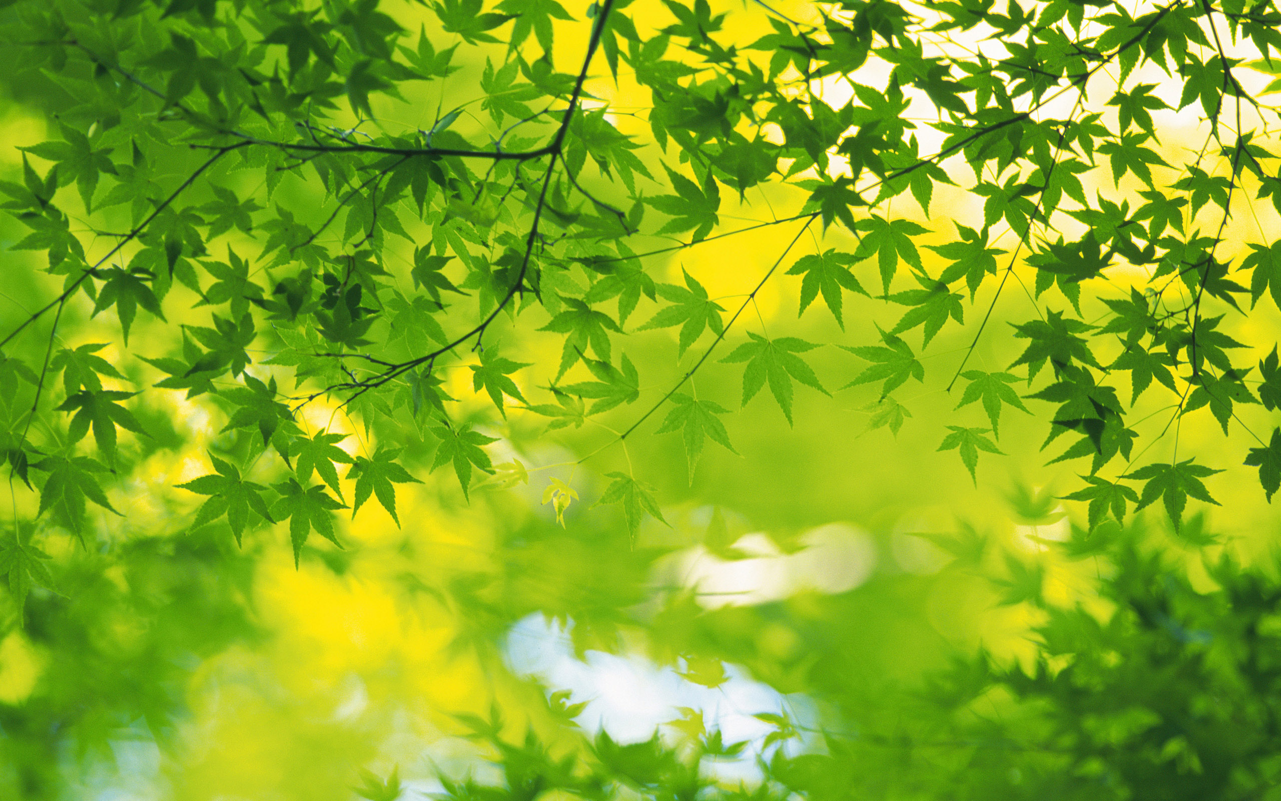 Fresh Green Leaves Wallpapers 2560*1600 No - Nature Hd 1080p Background -  2560x1600 Wallpaper 