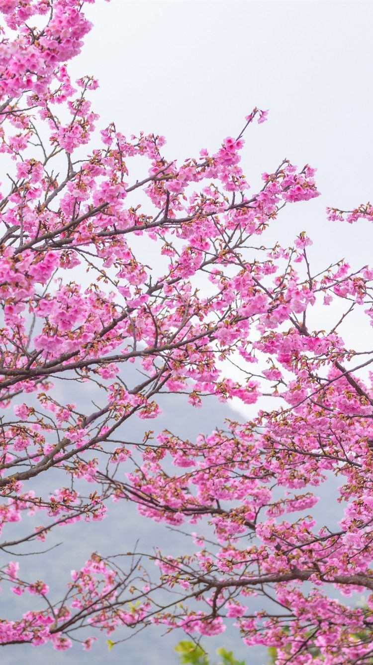 Sakura Tree, Pink Leaves, Spring, Cherry Blossom - Leaves In Spring Pink - HD Wallpaper 