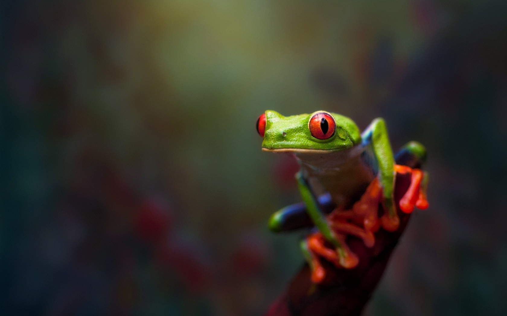 Wallpapers » Animals, Frog, Amphibian, Red Eyed Tree - Smart - HD Wallpaper 