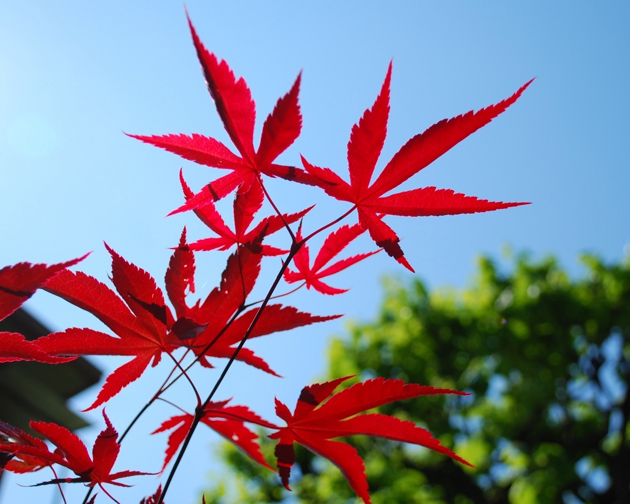 Wallpaper Red, Blue, Leaves, Sky, Trees - Temperatura Gimp - HD Wallpaper 