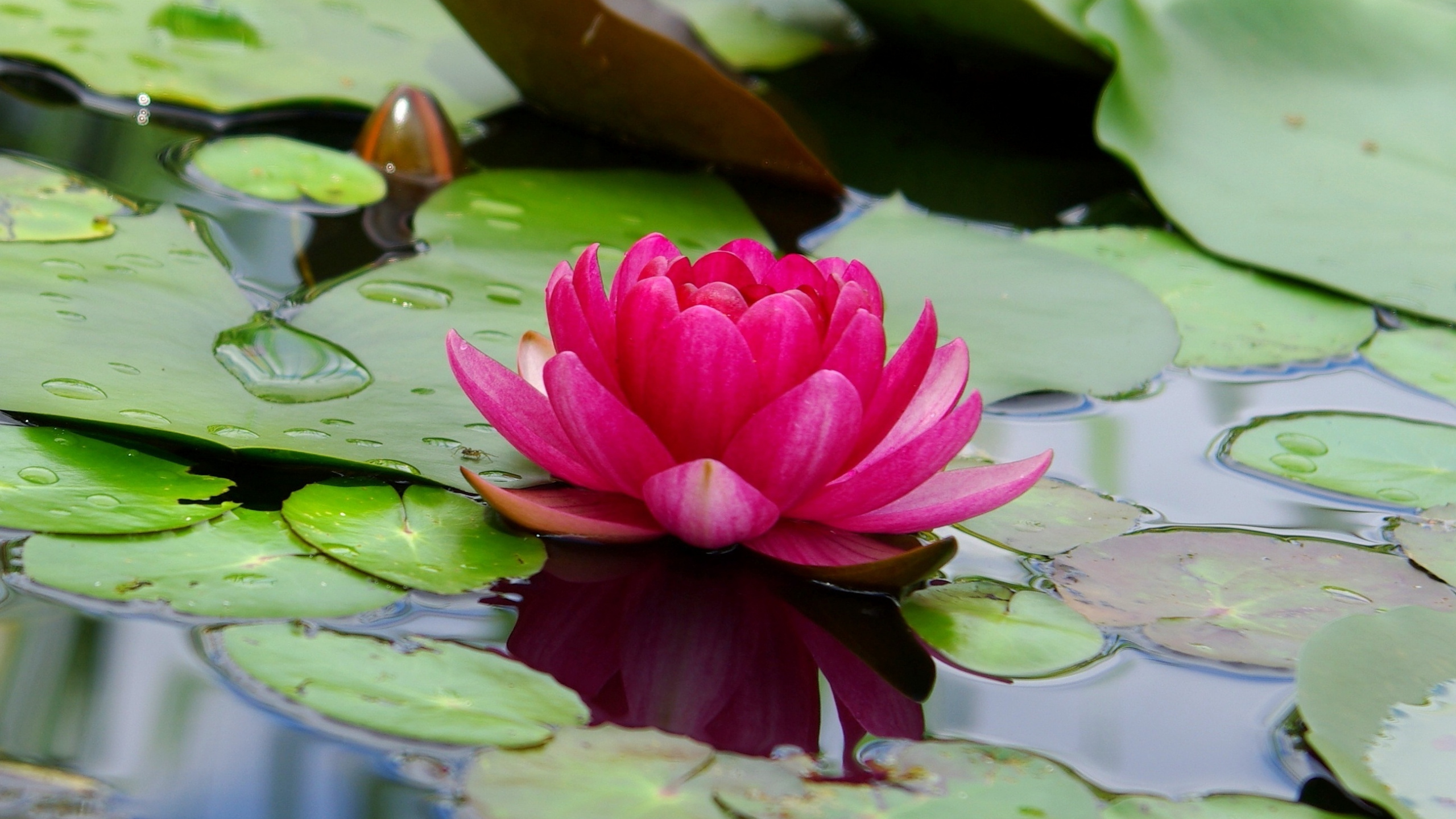 Lotus, Flower, Pink, Leaf, Lake, Wallpaper - Lotus Flower - HD Wallpaper 