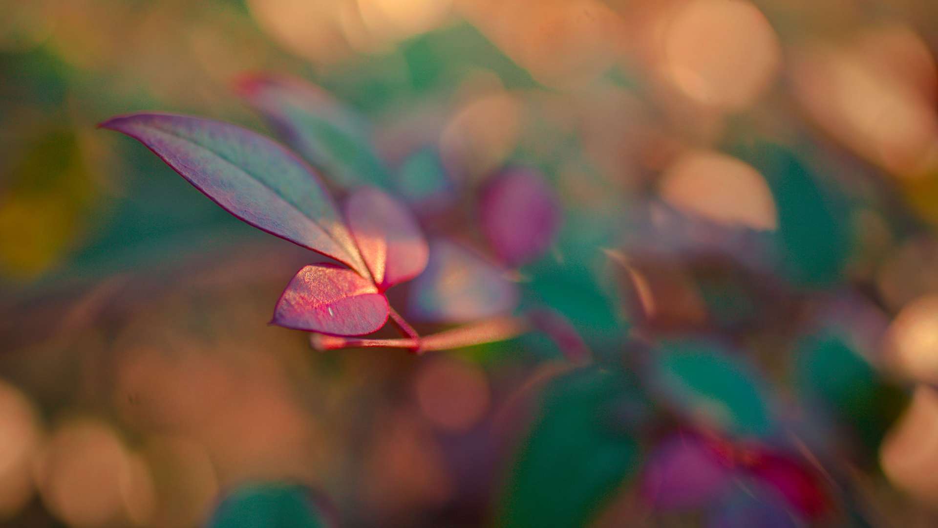 Red, Purple And Blue Leafs Hd Wallpaper - Fond D Écran Nature Flou - HD Wallpaper 